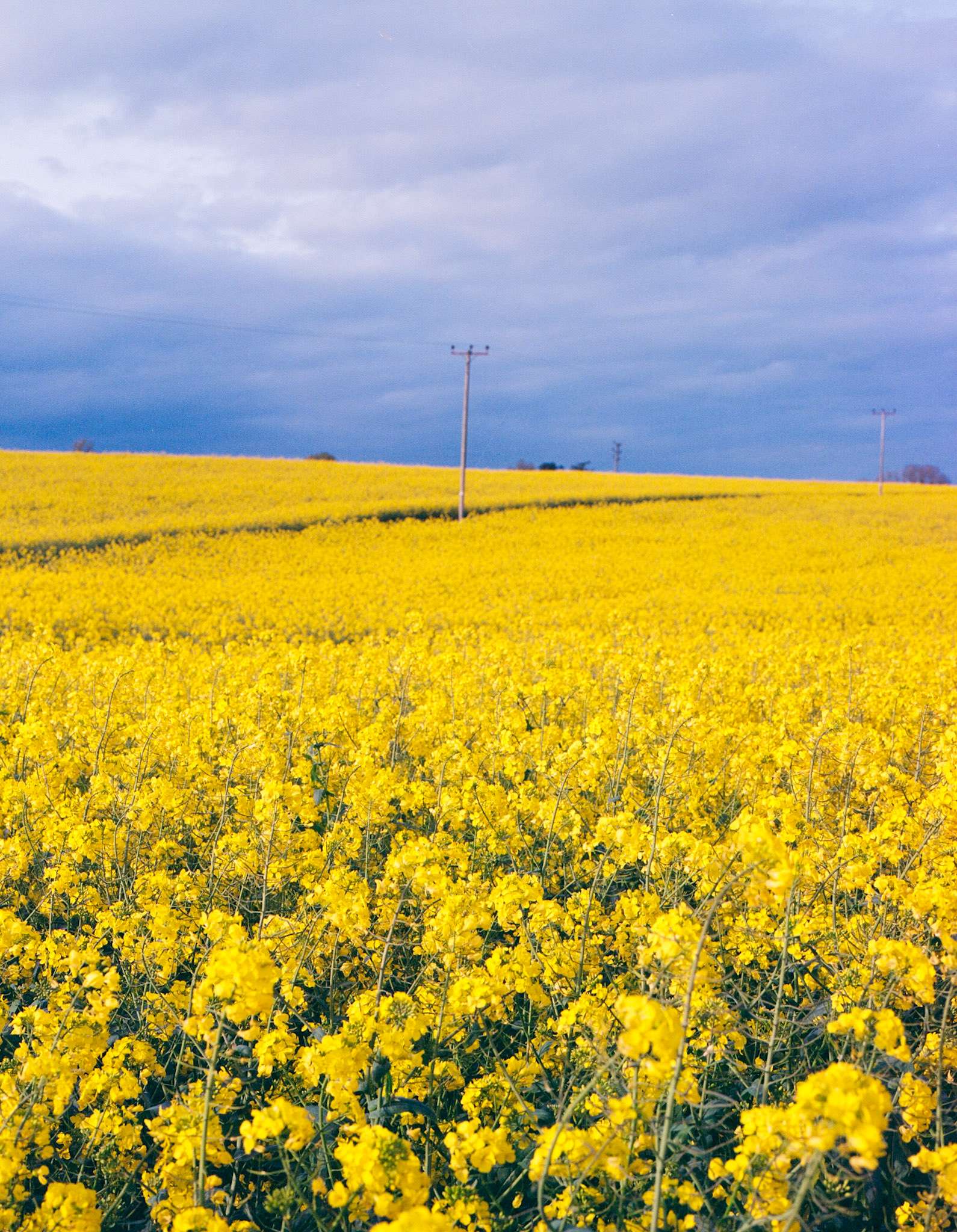 Rapeseed