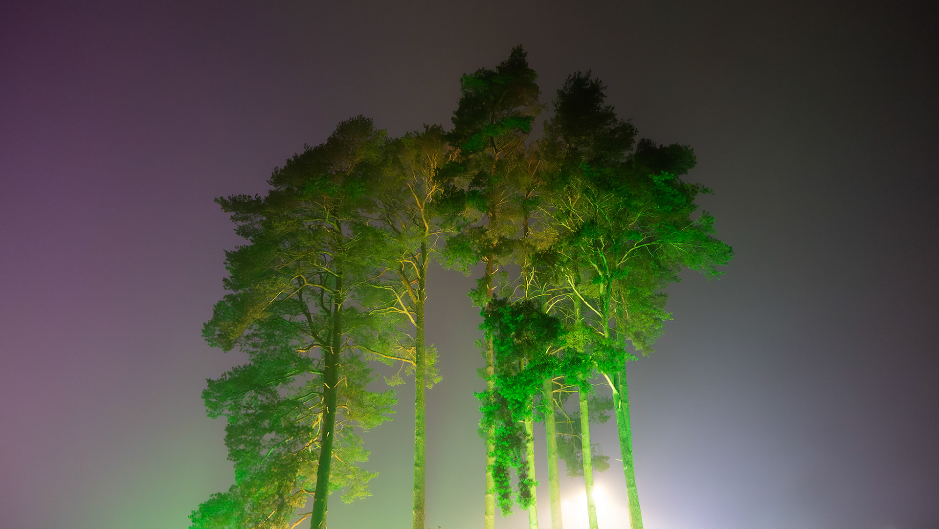 Glow at Wisley