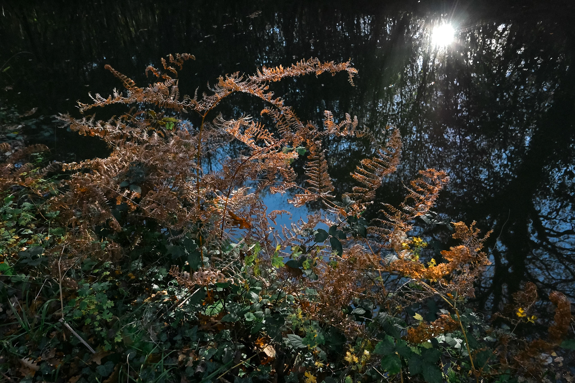 Bracken