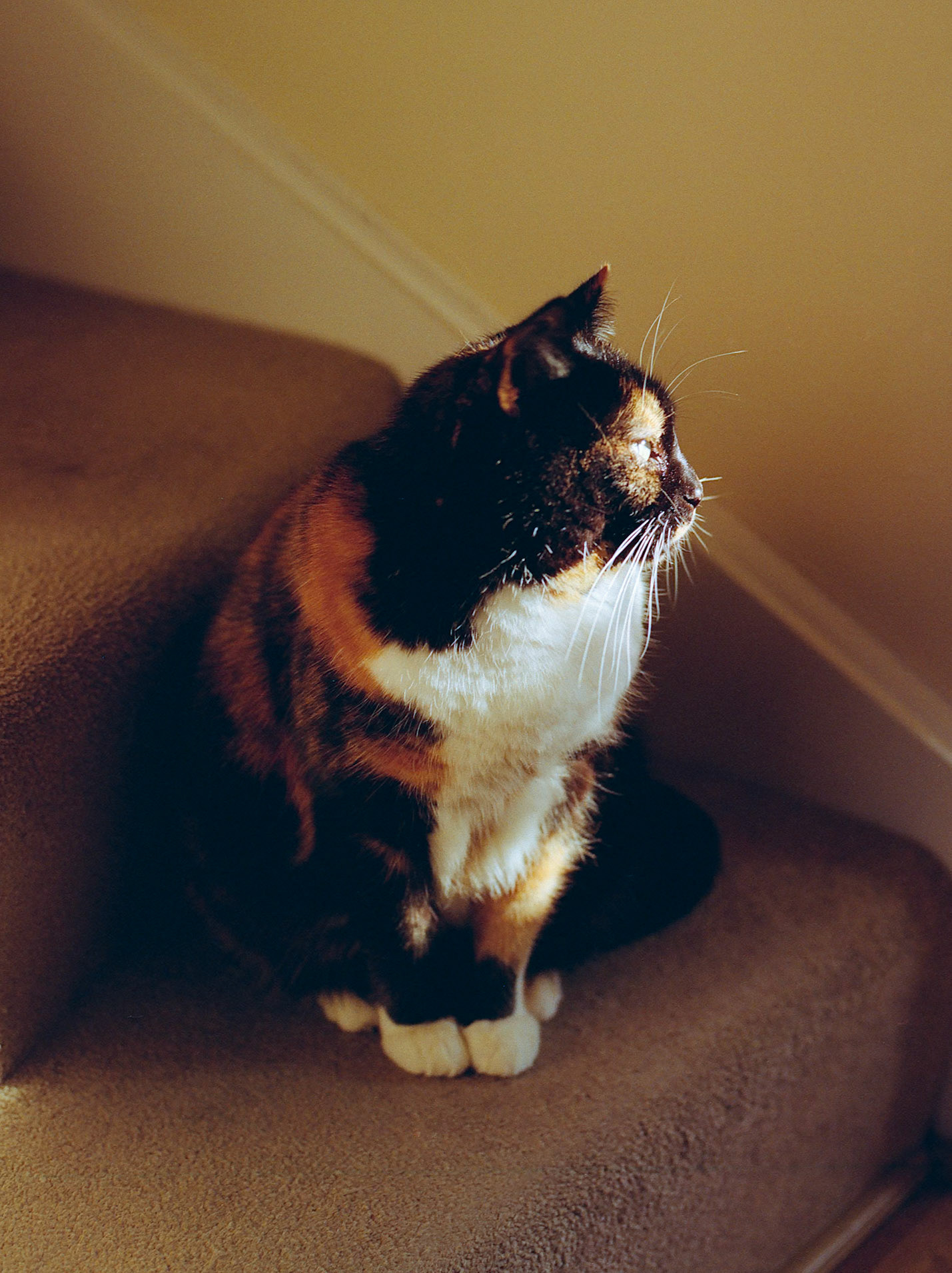 Moks