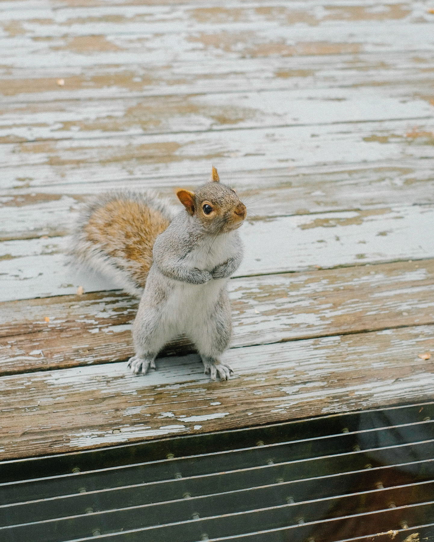 Will Dance for Peanuts - Digital