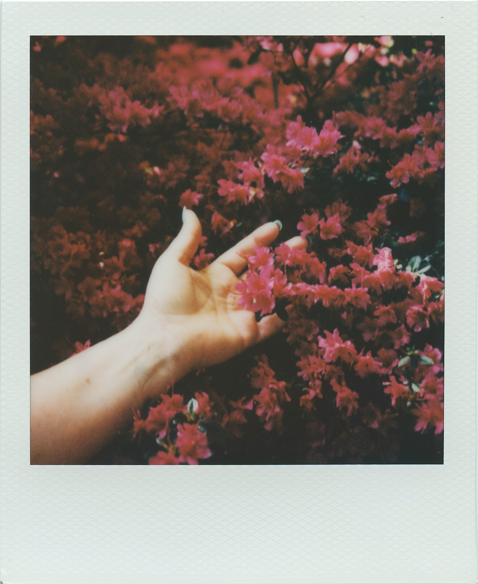 Polaroid