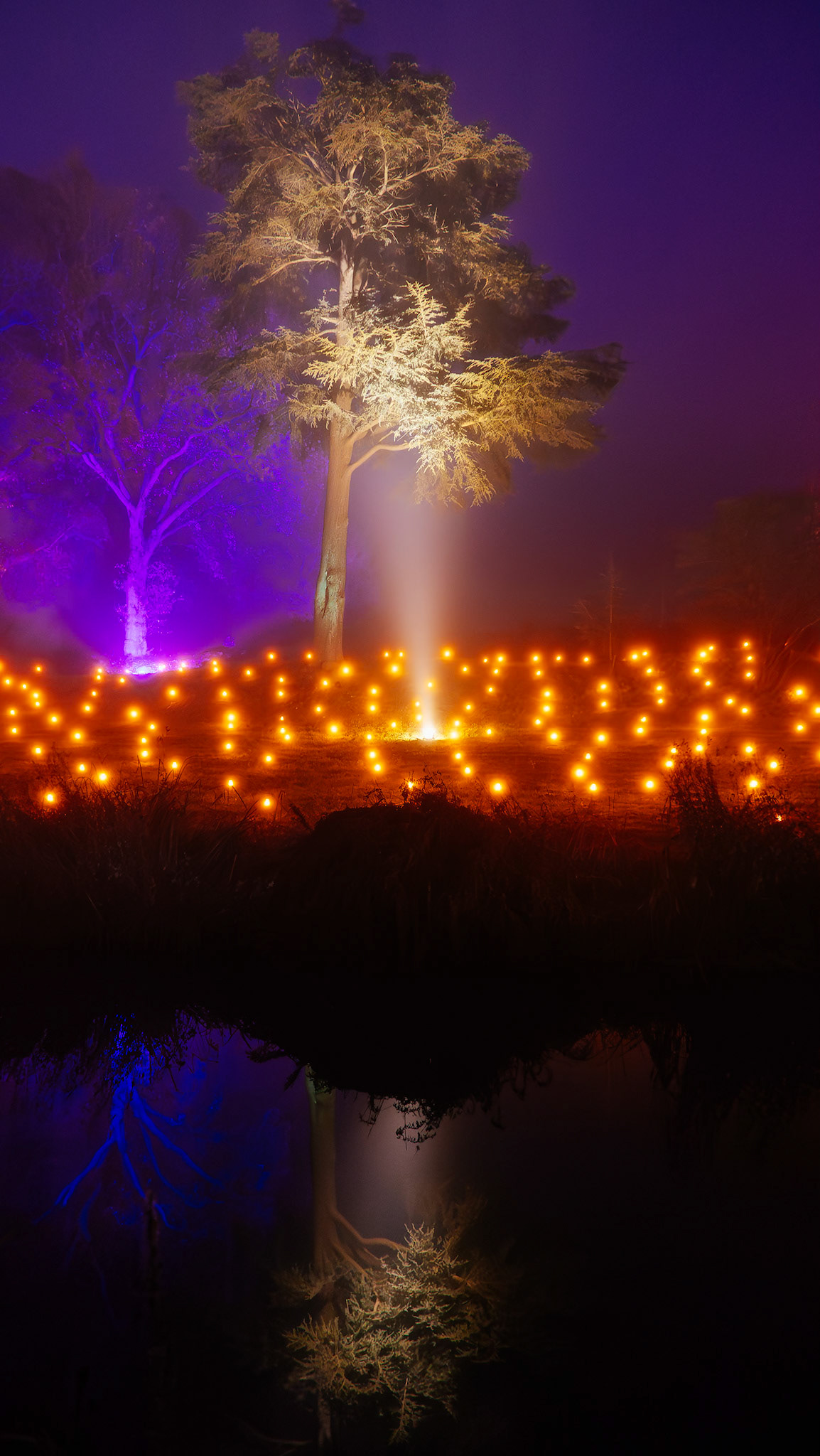 Glow at Wisley