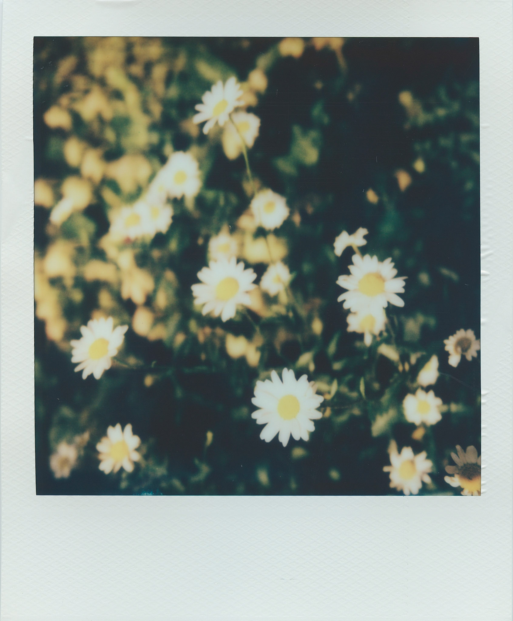 Daisies