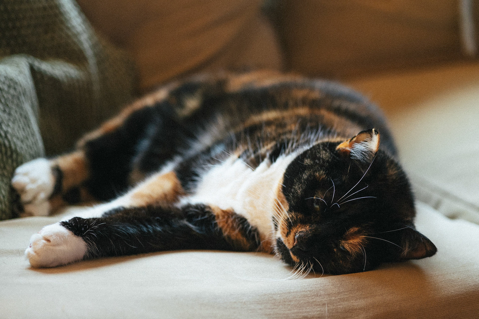 Moki