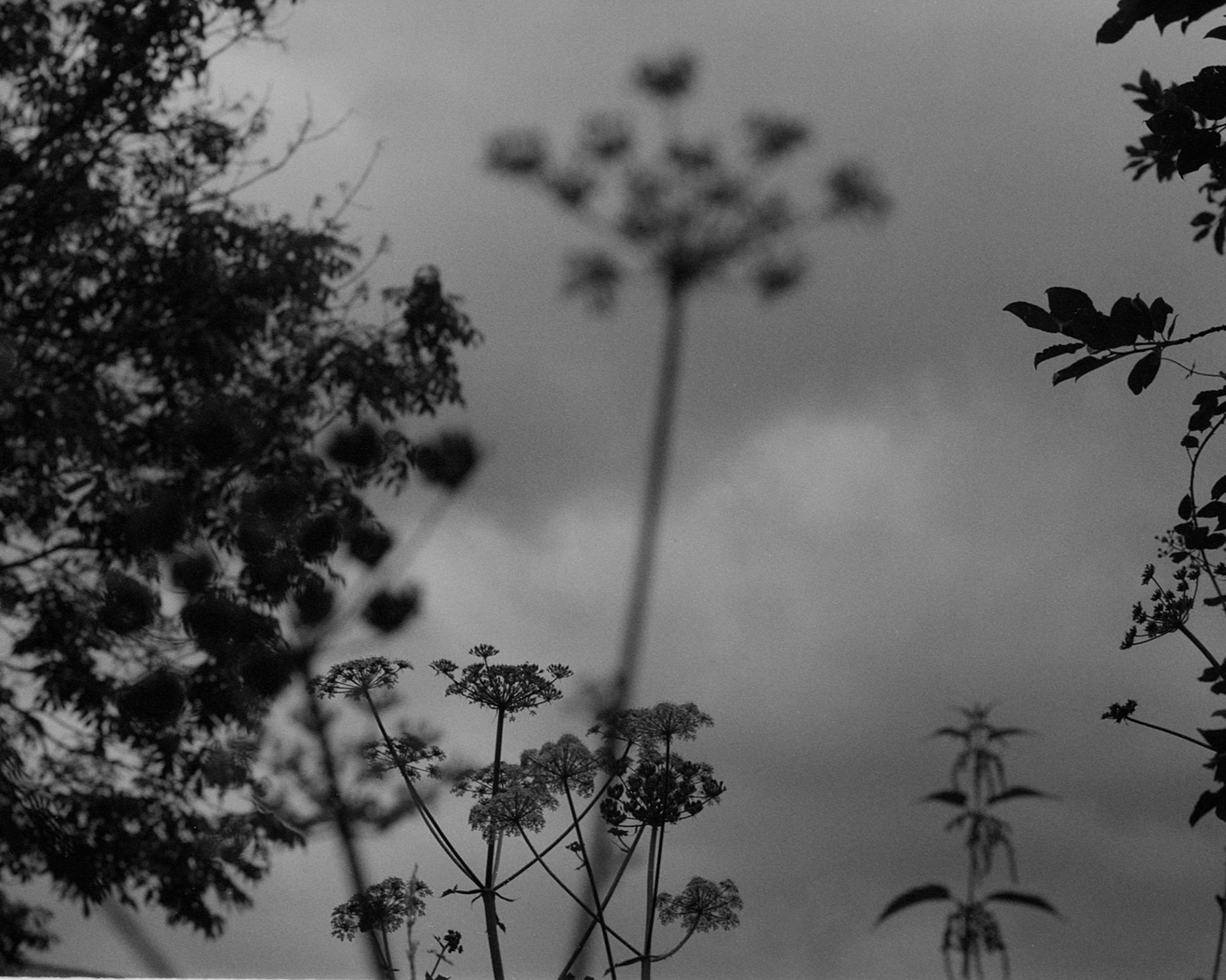 Wild Carrot