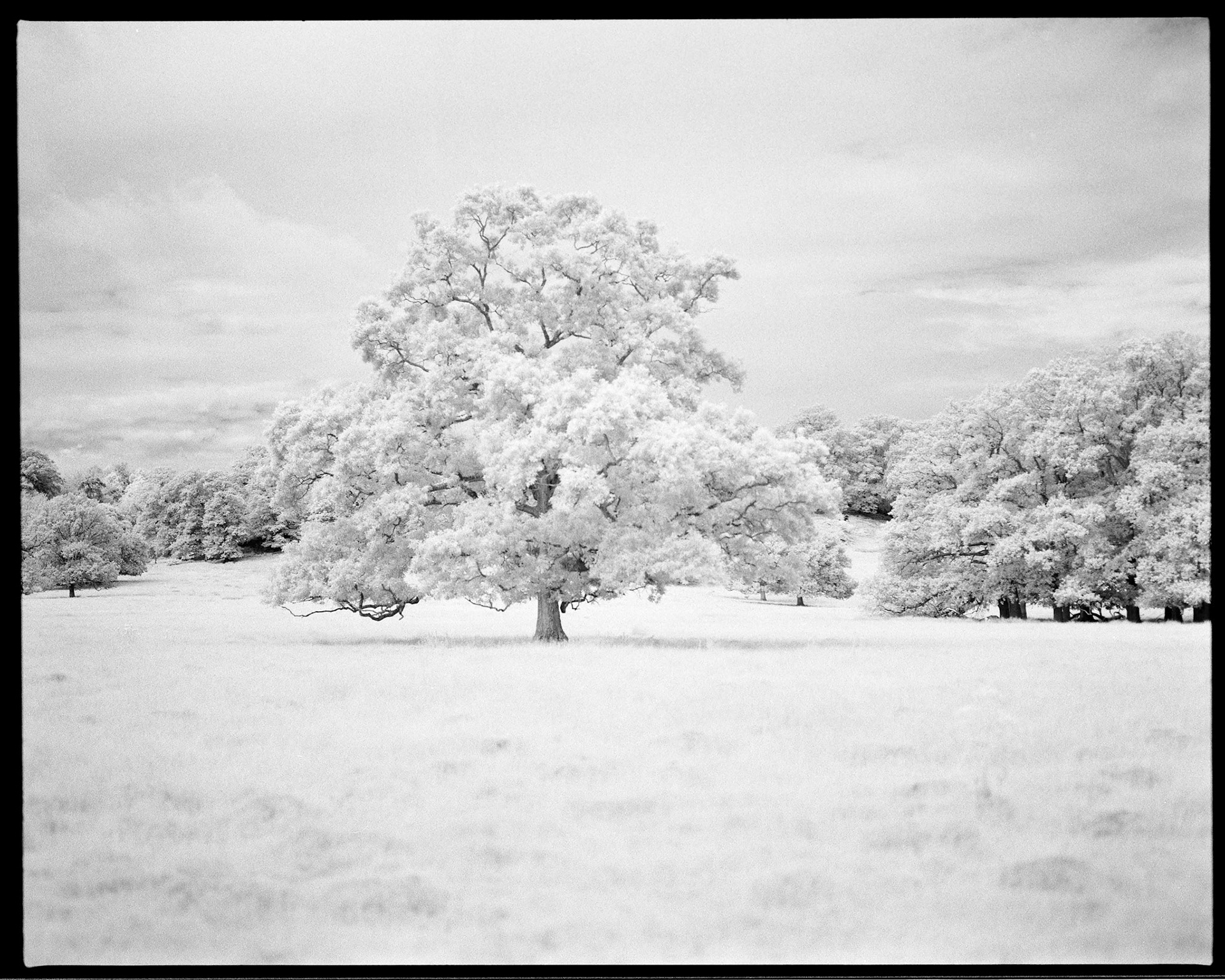 Infrared Film Photograph