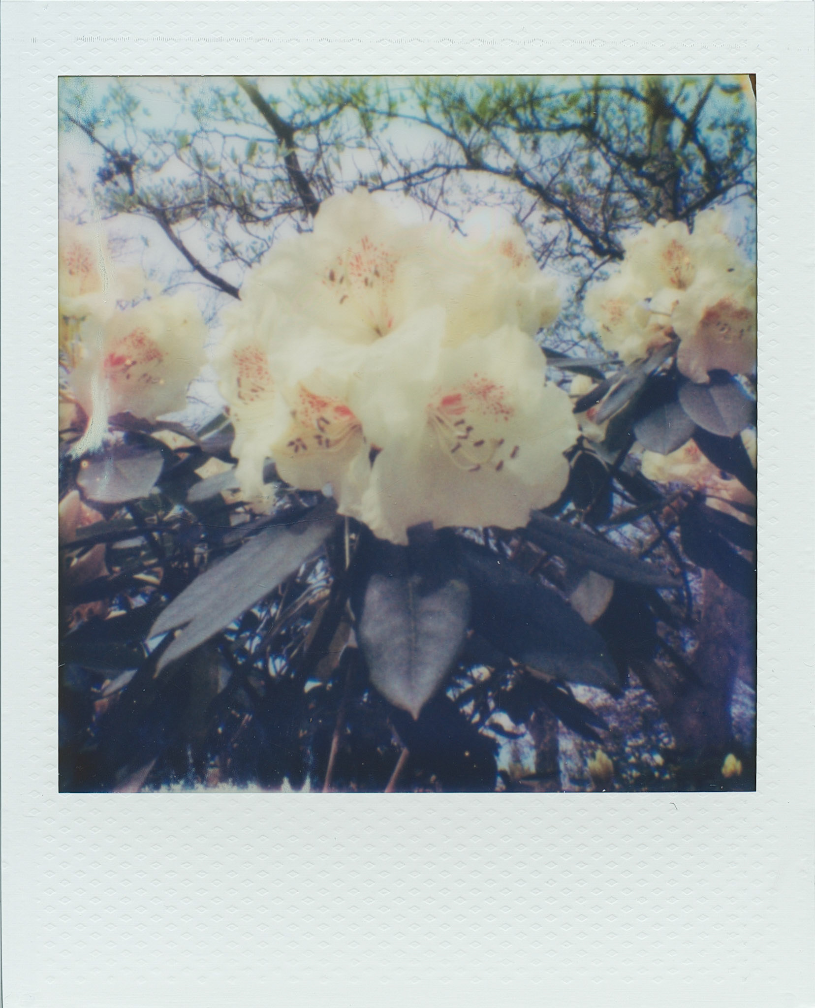 Wisley