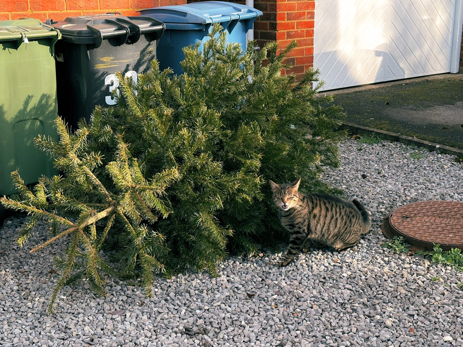 Discarded Christmas Tree and our Neighbour's Tabby