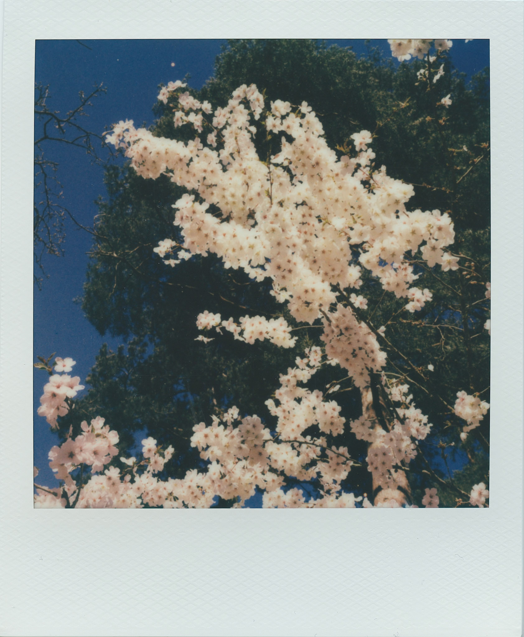 Springeroid