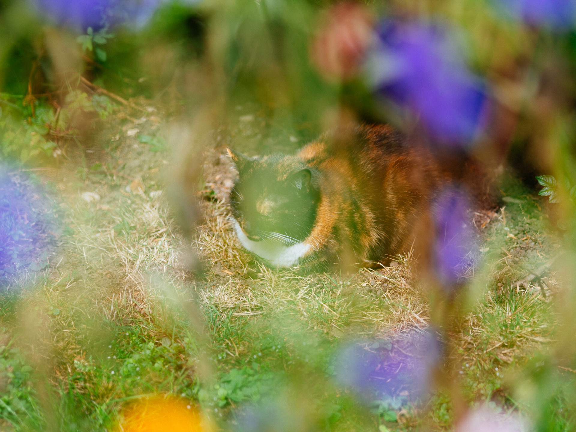 Moki in Flowers