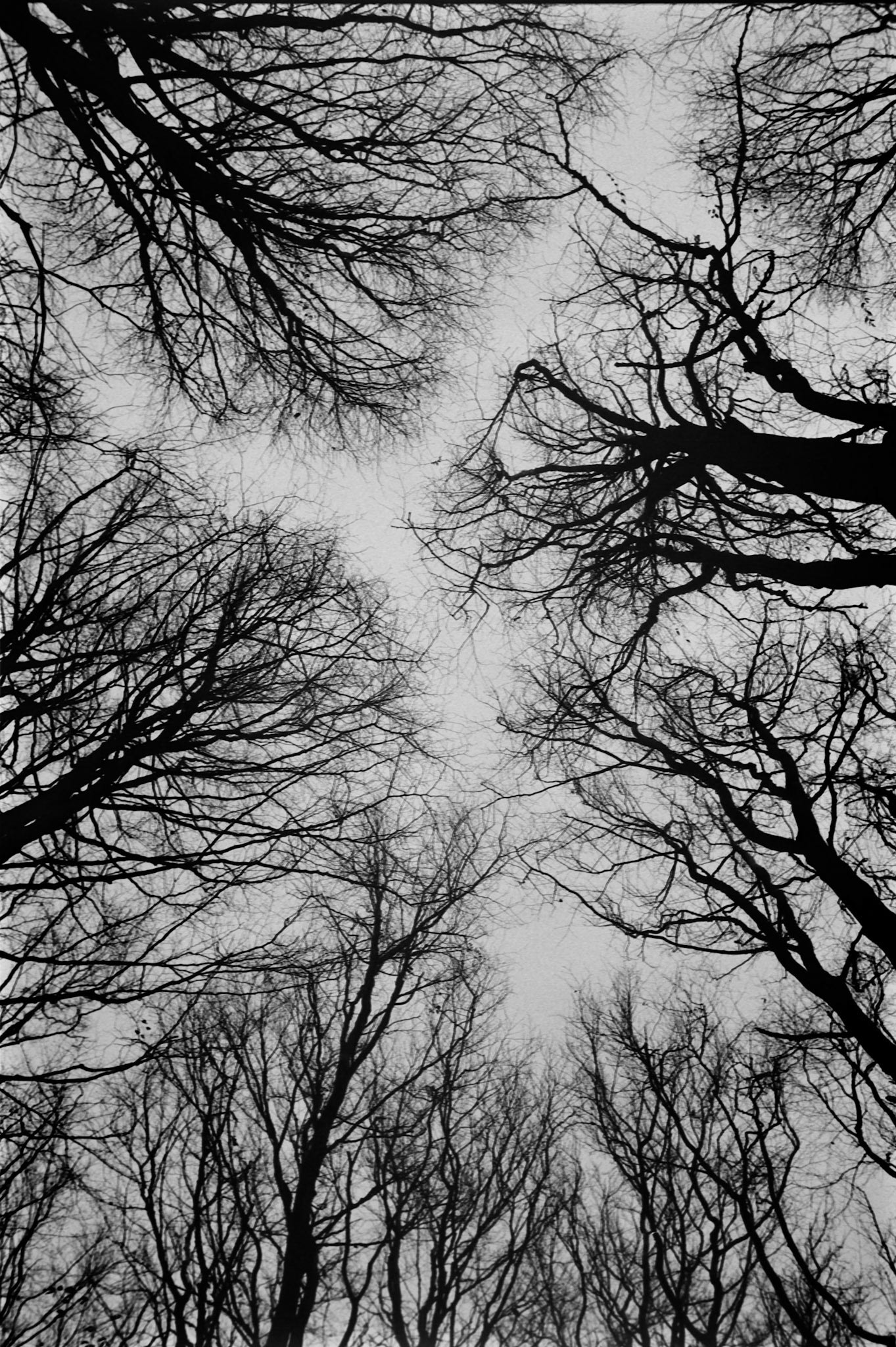 My annual tree canopy shot.