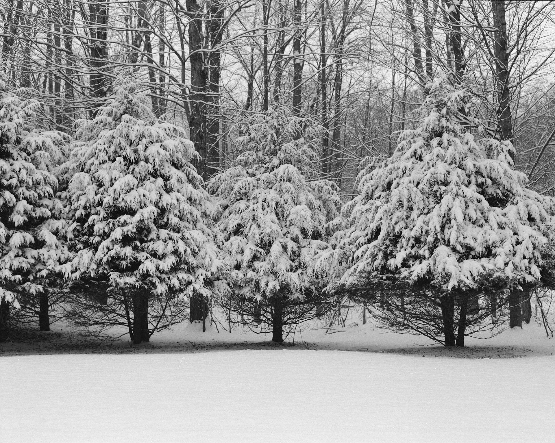 Trees in Snow