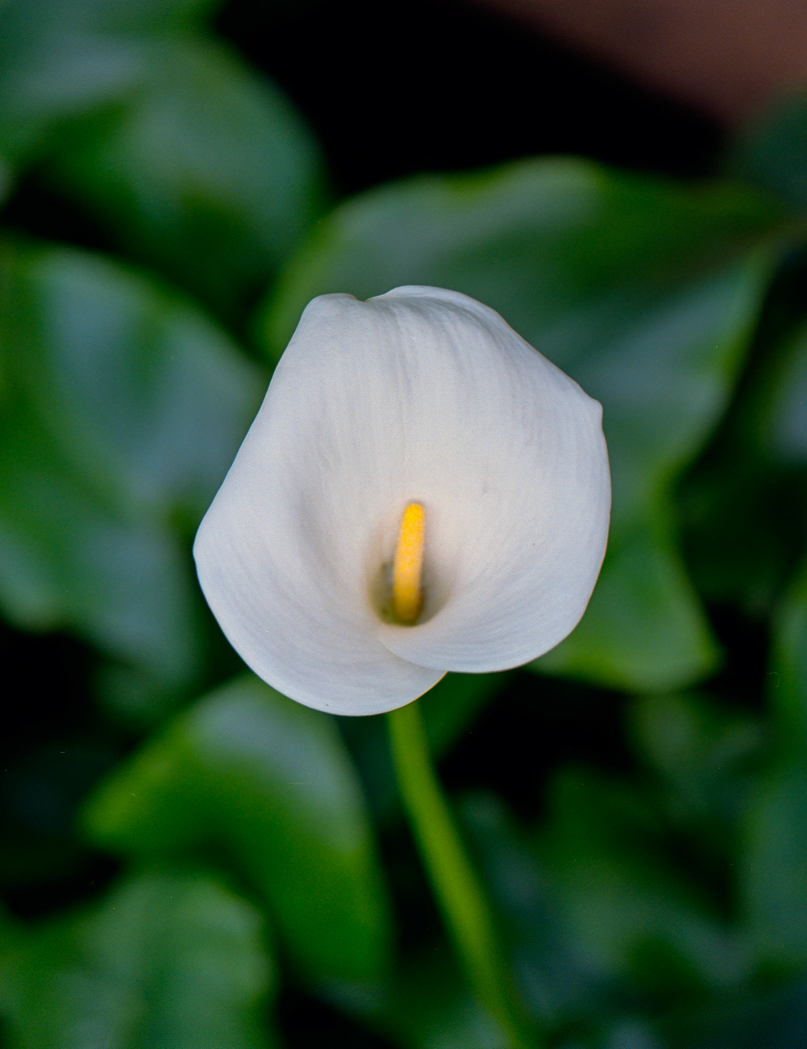 Wisley