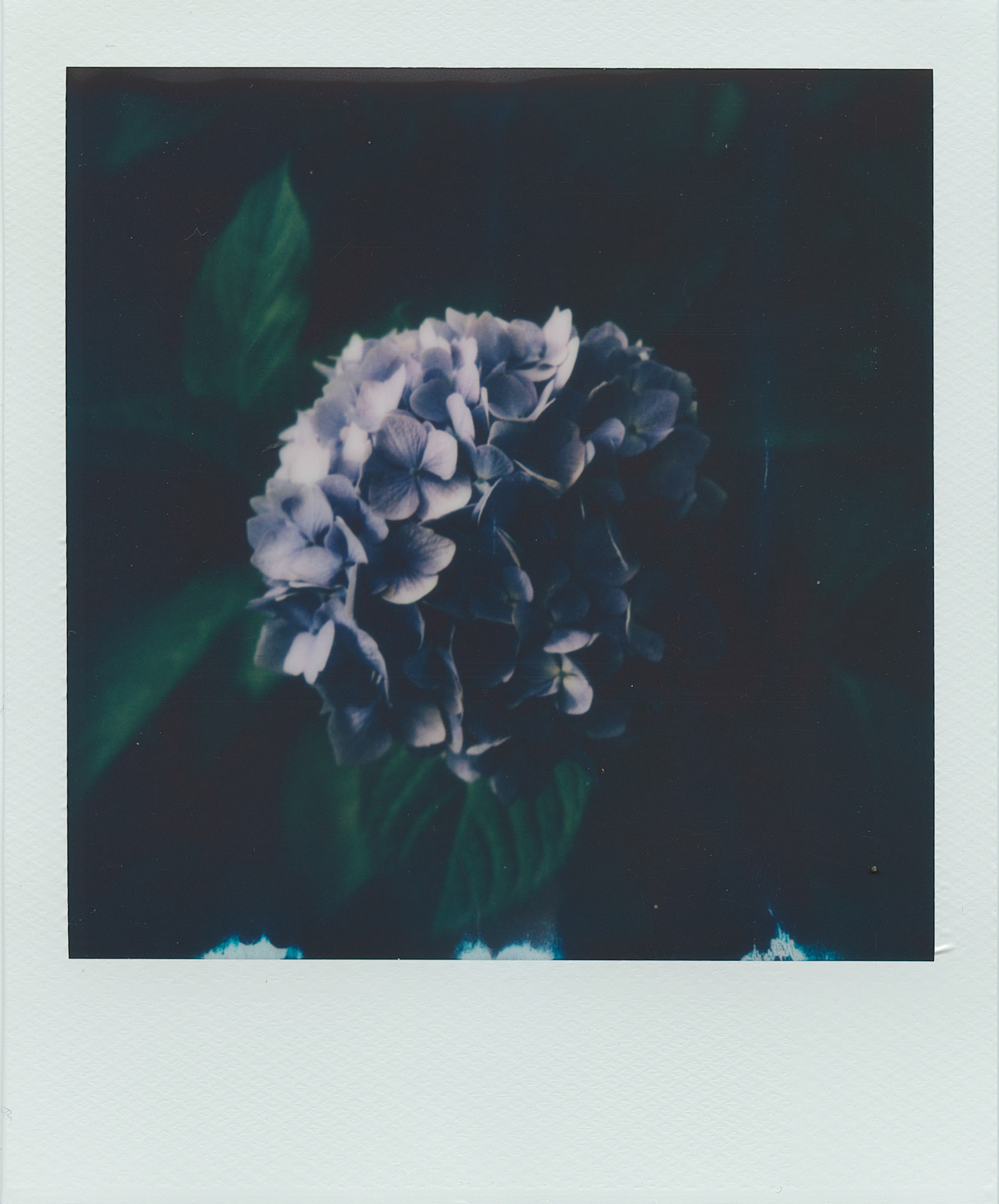 Another Hydrangeroid