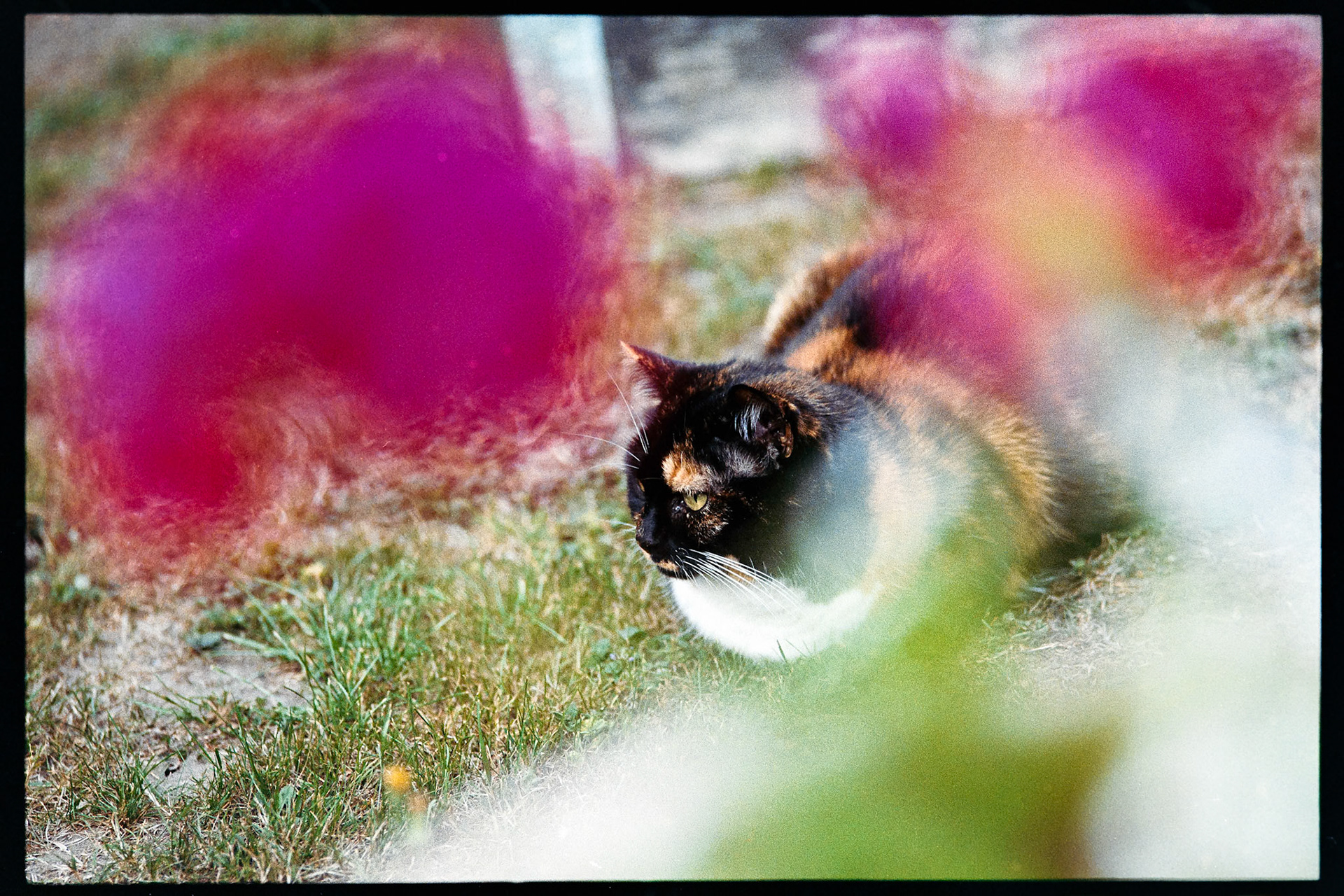 Moki