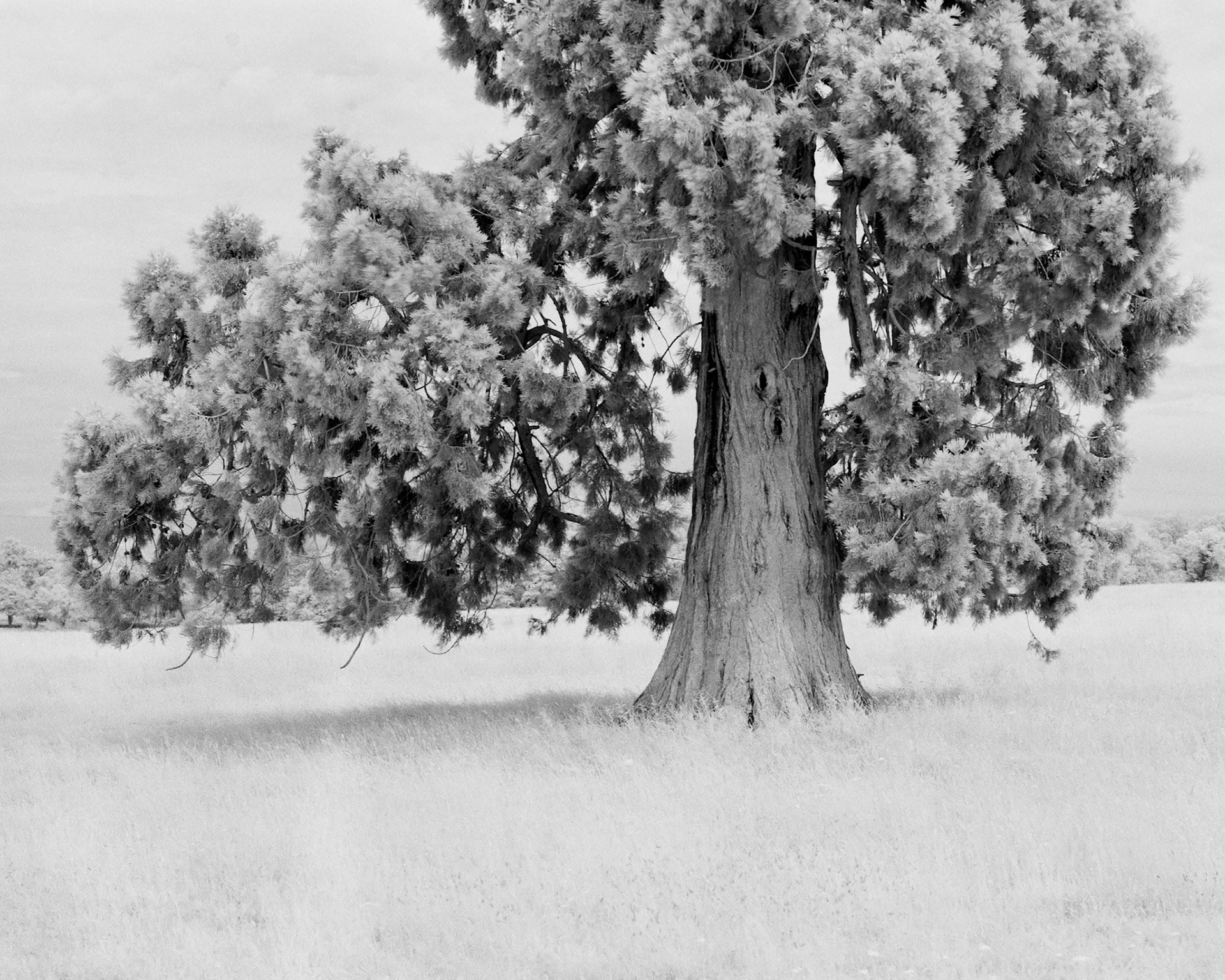 Infrared Film Photograph