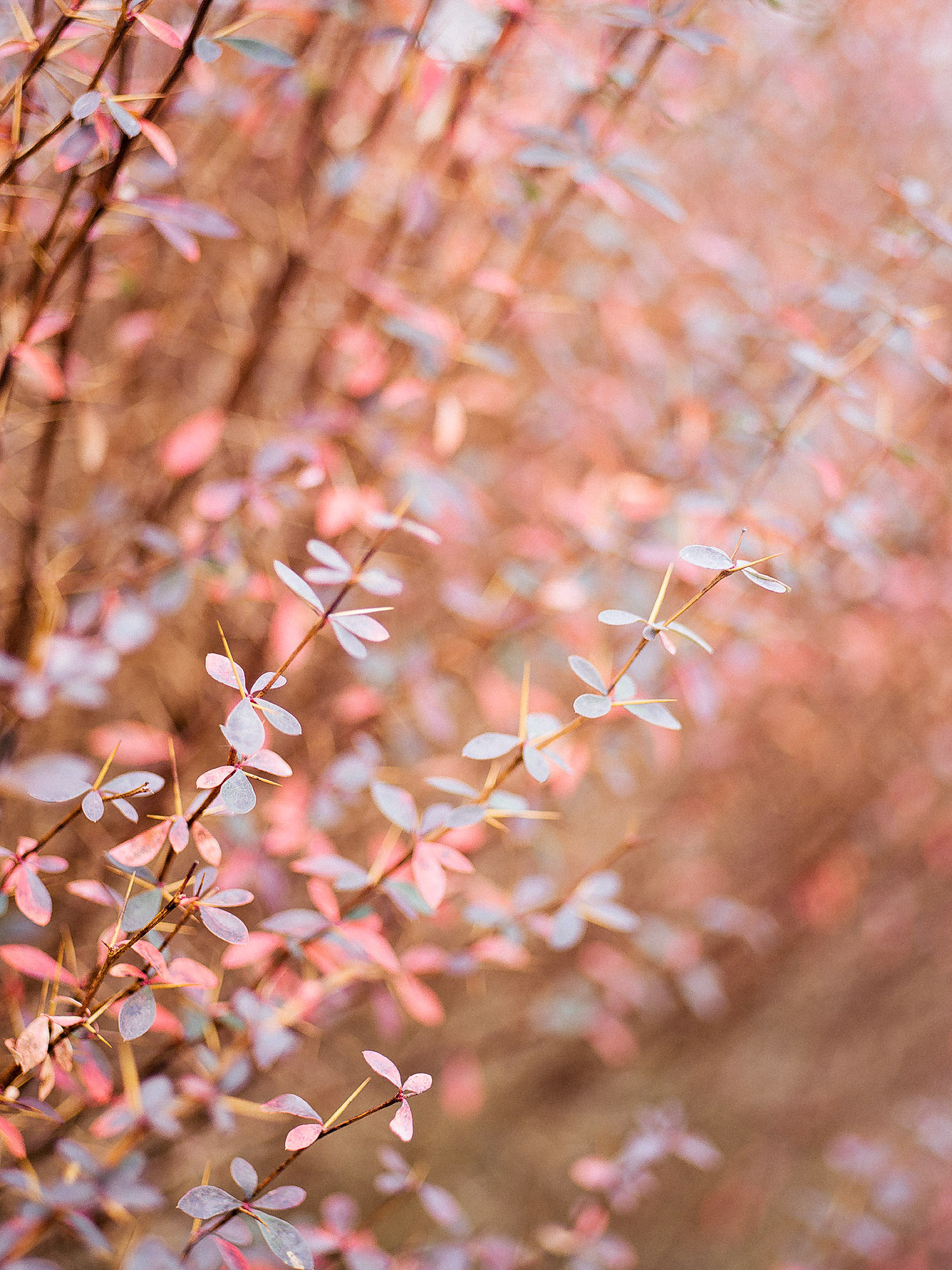 From the New Digital