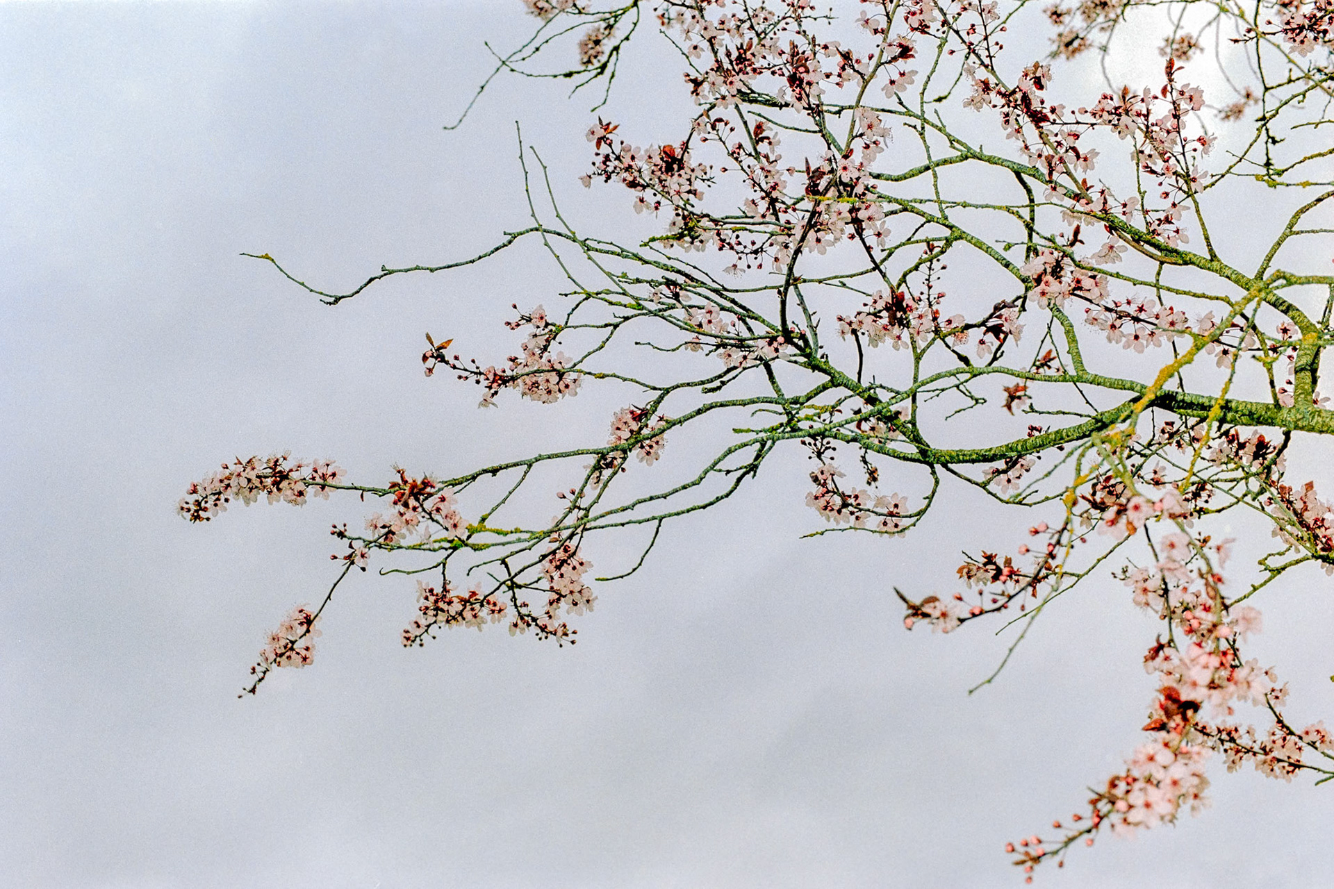 Blossom