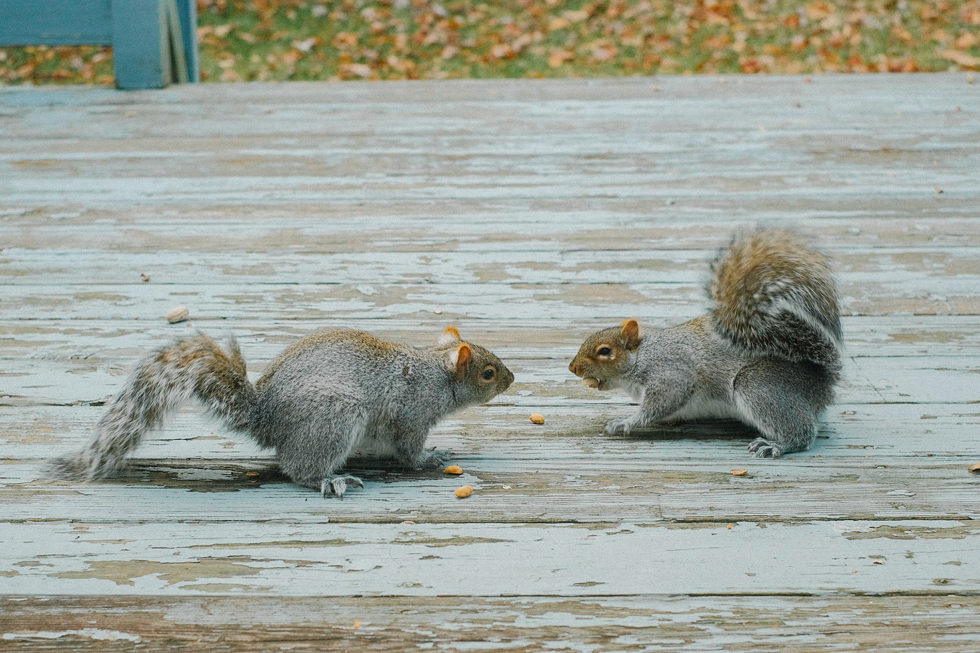 Wild. Life. Digital.