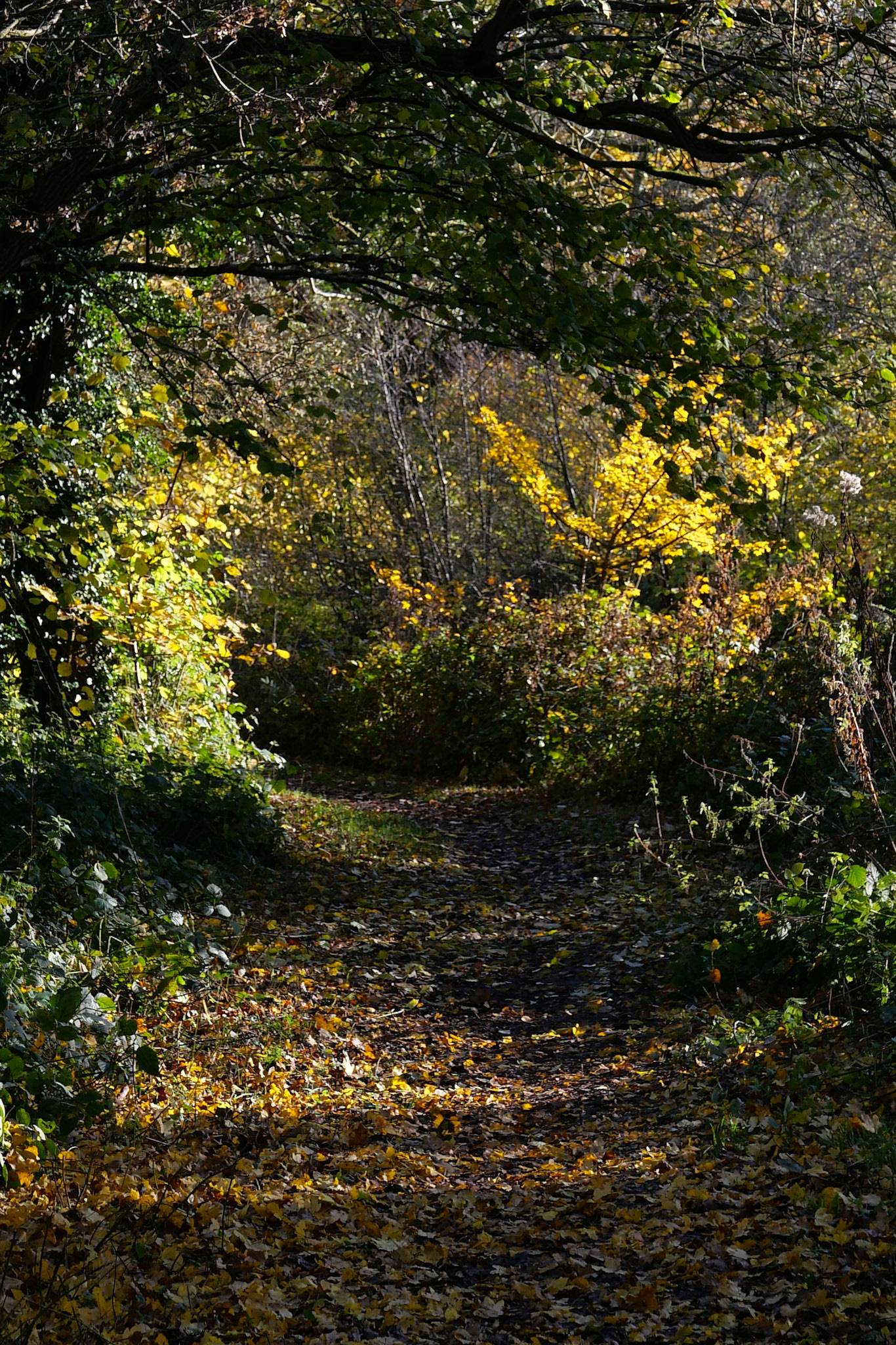 Canal Path