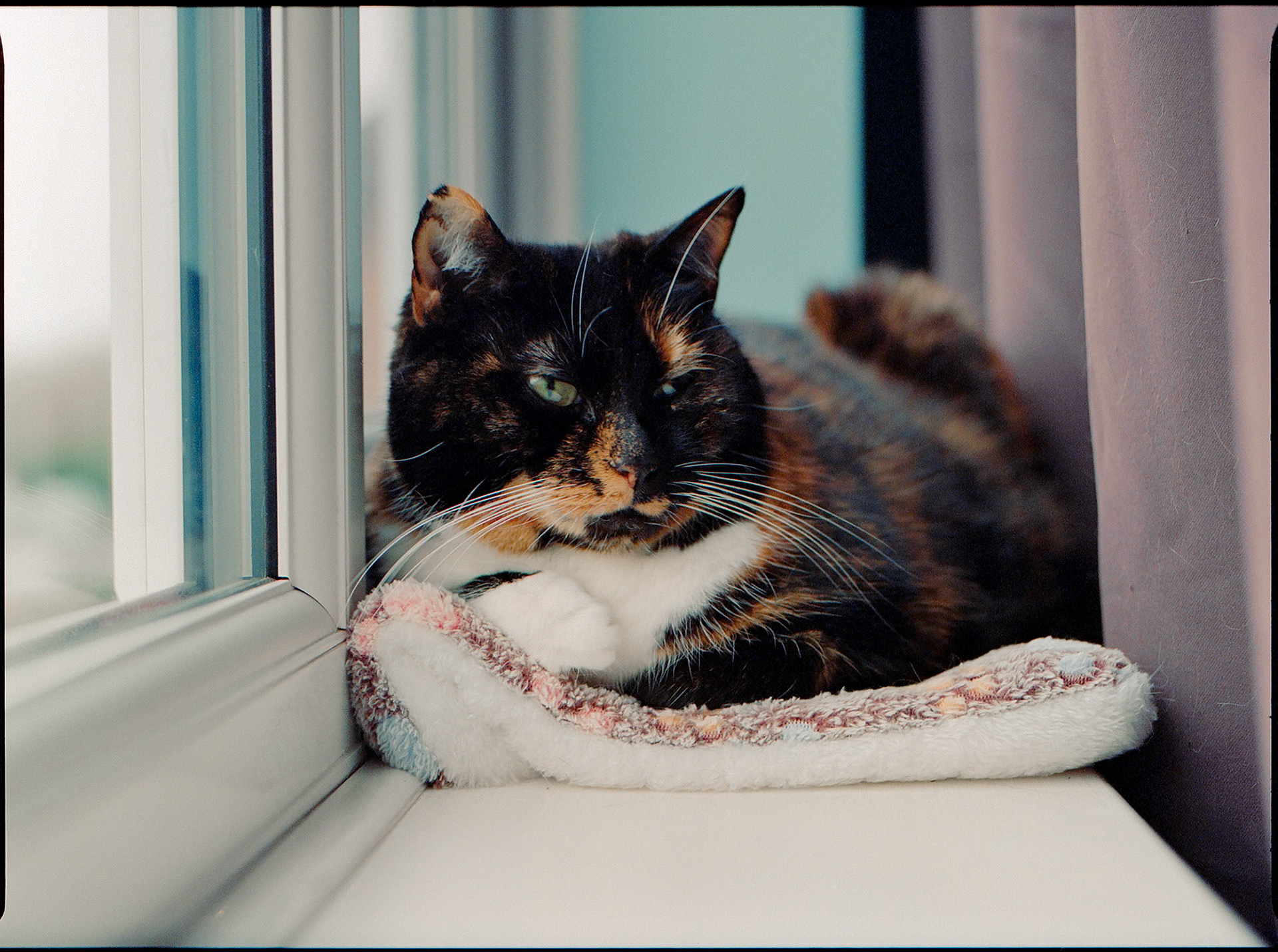 Moks