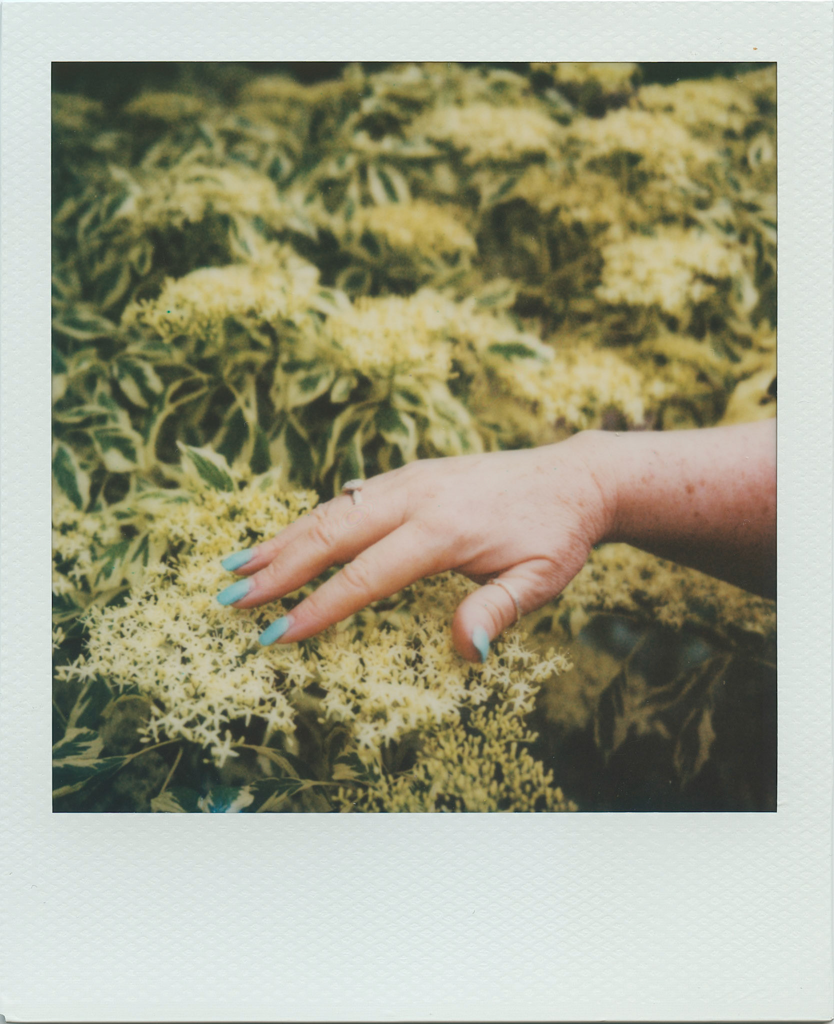 Polaroid
