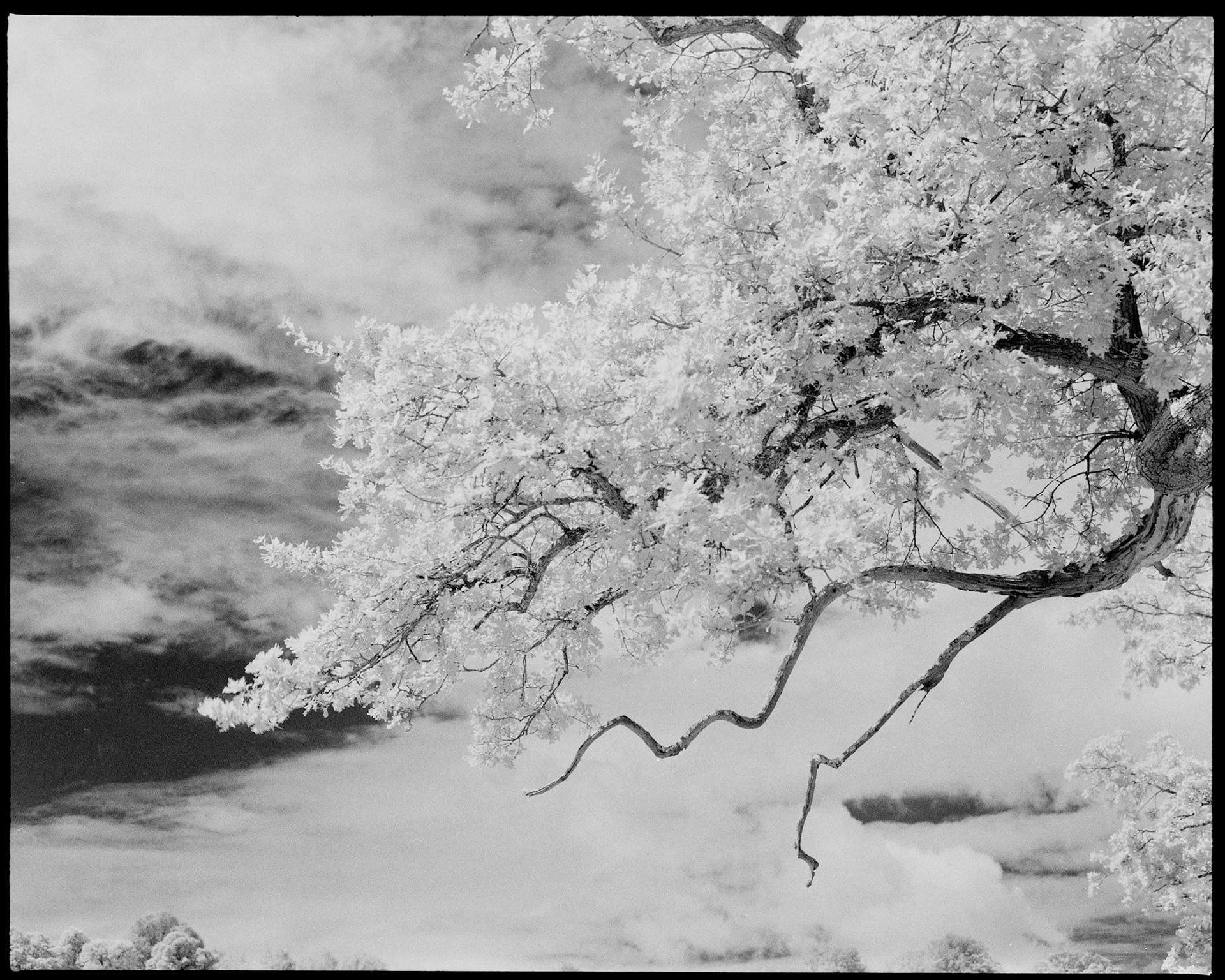 Infrared Film Photograph