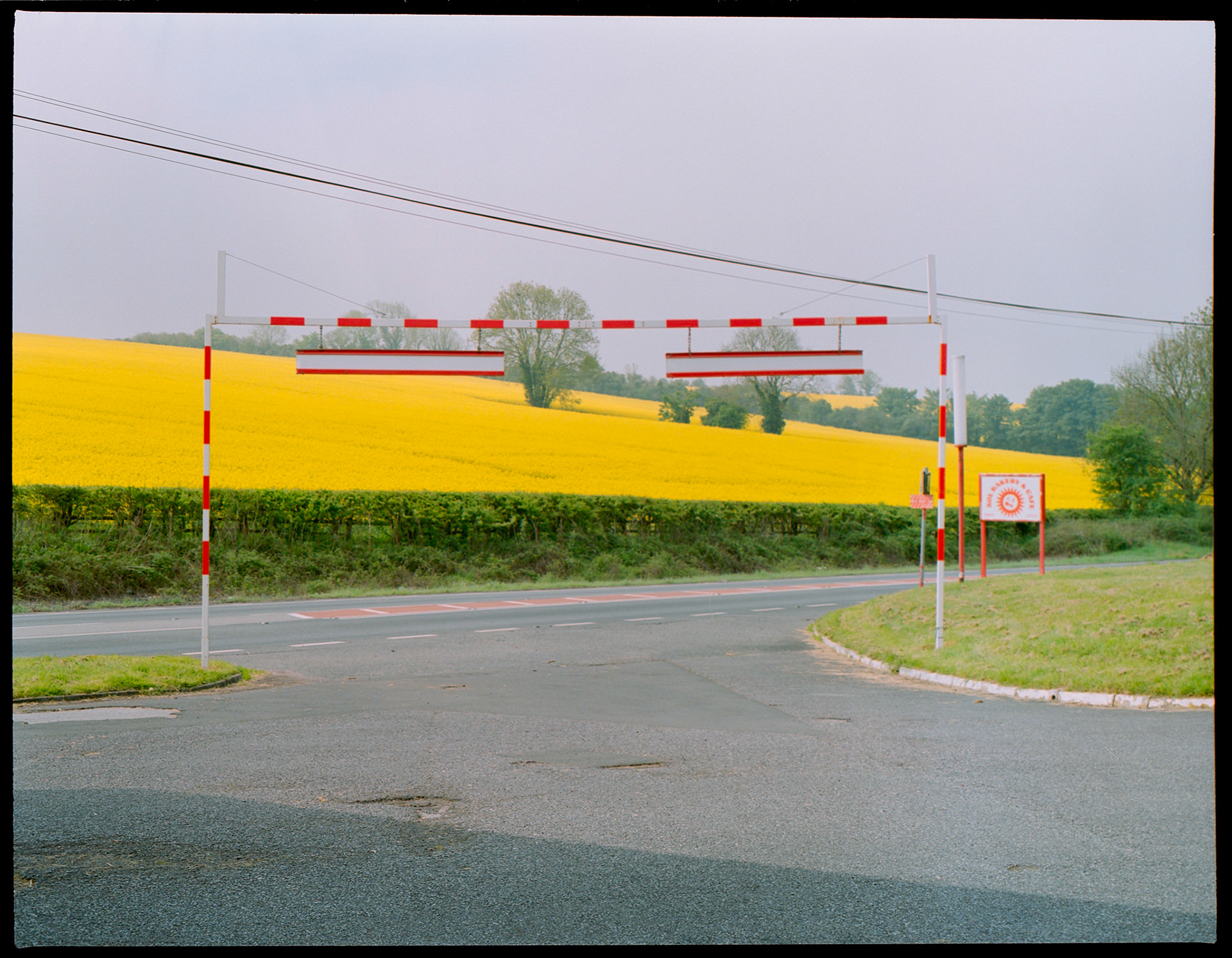 Rapeseed. Film