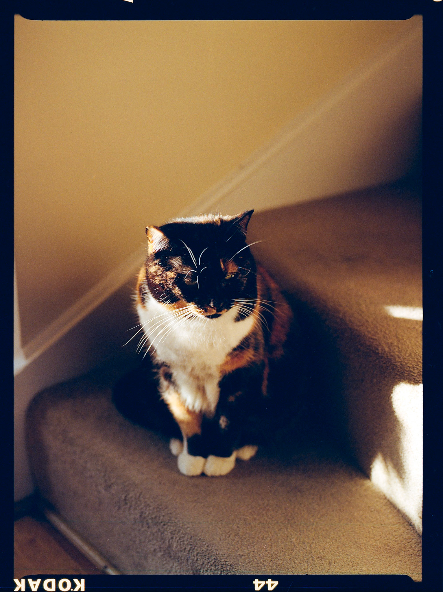 Moks