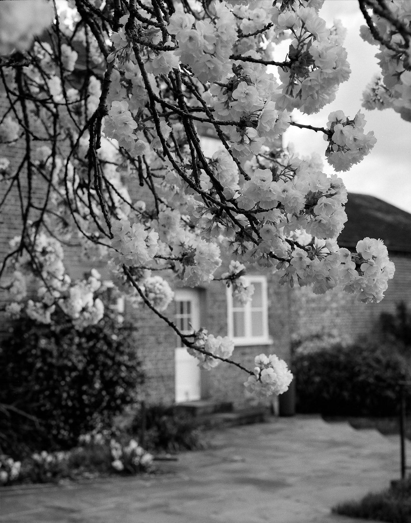 Spring Trees