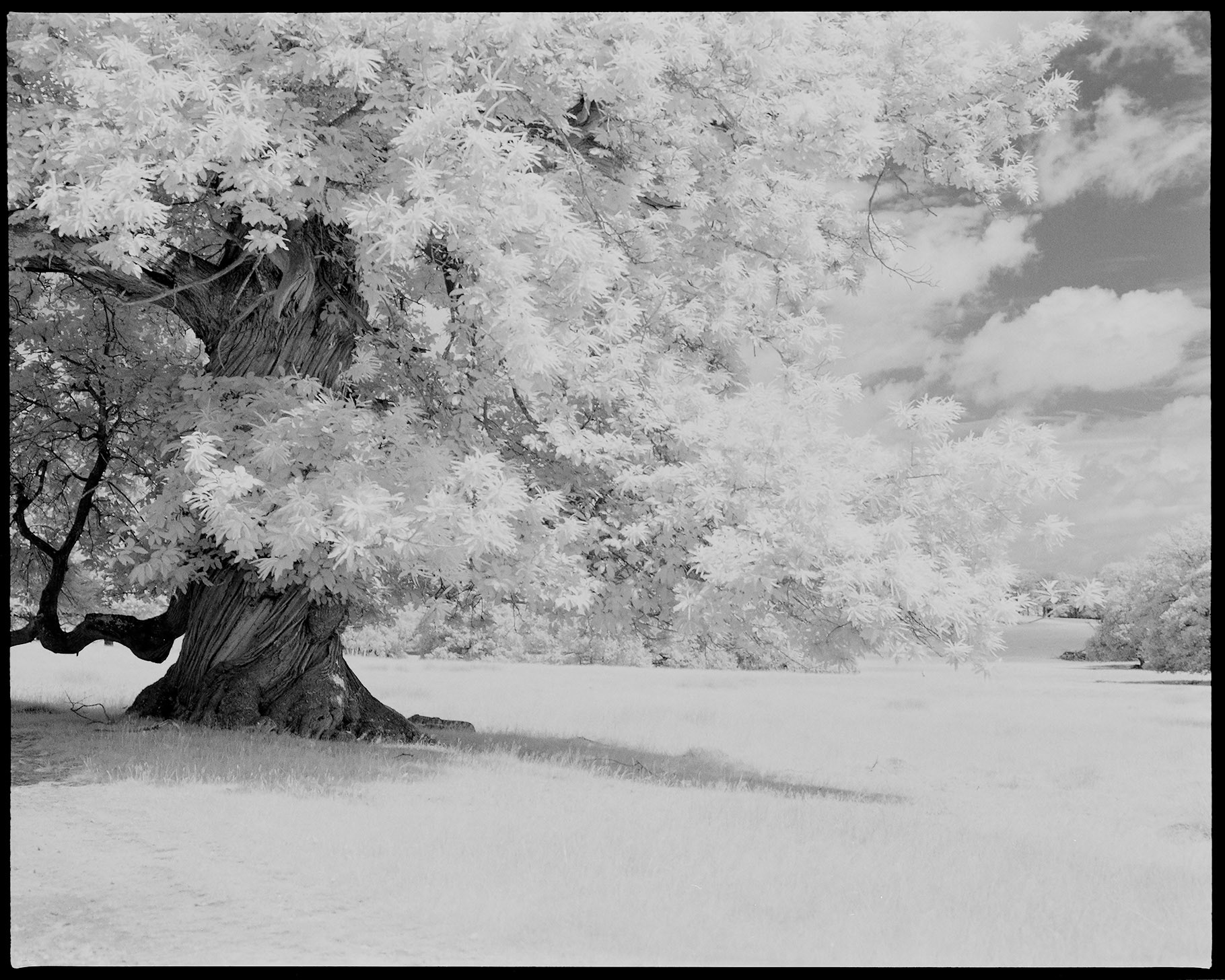 Infrared Film Photograph