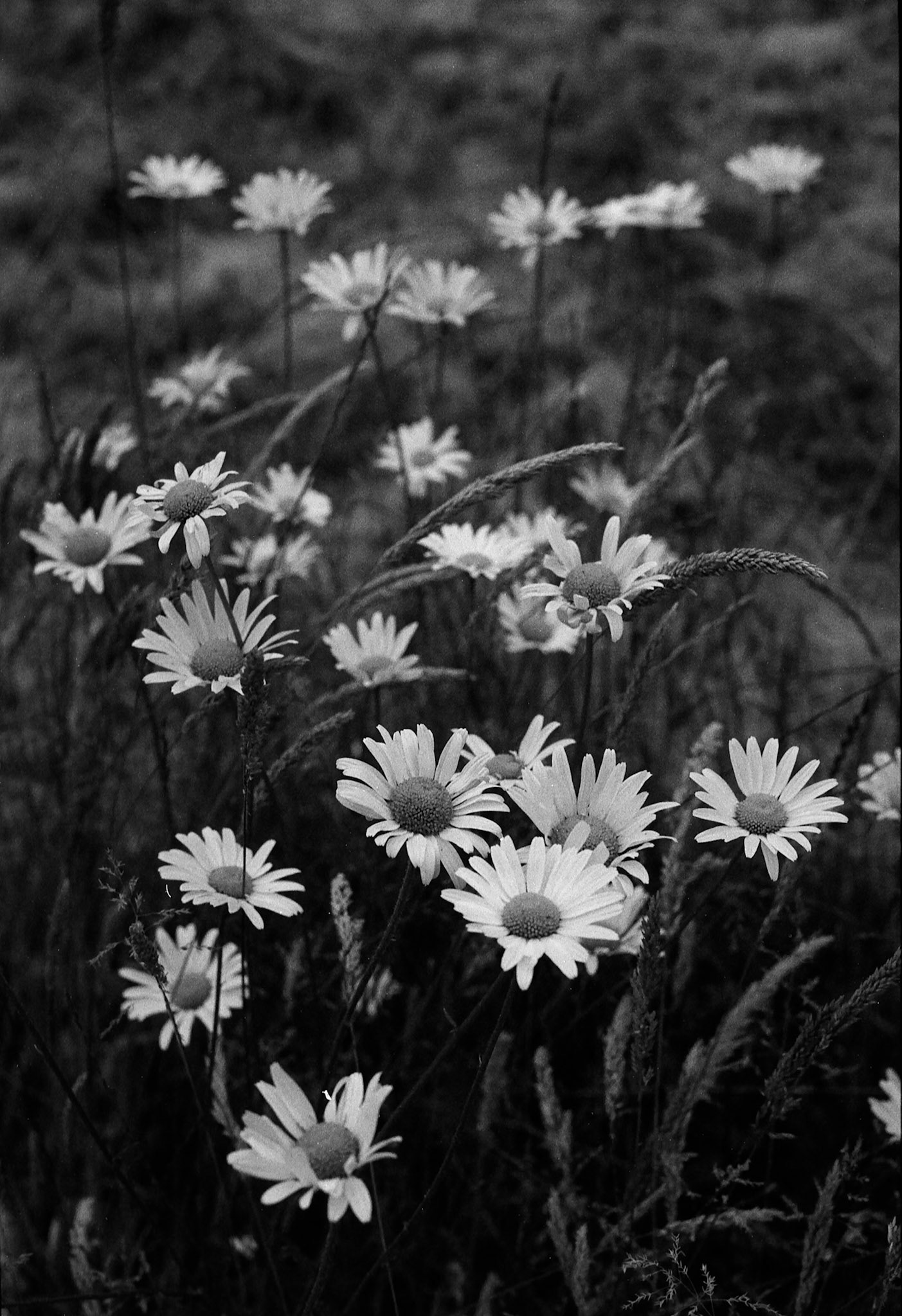 Daisies