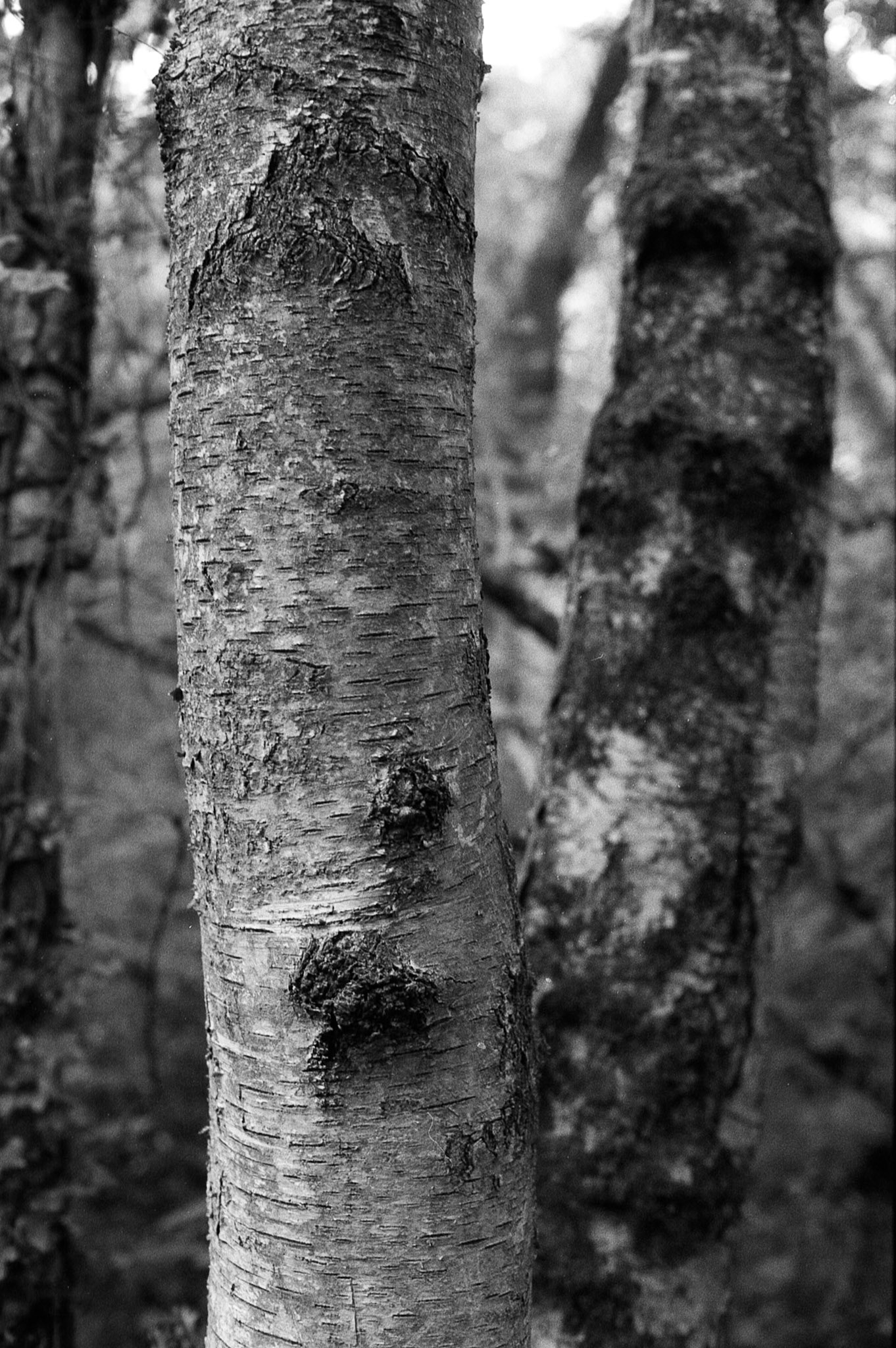Bark