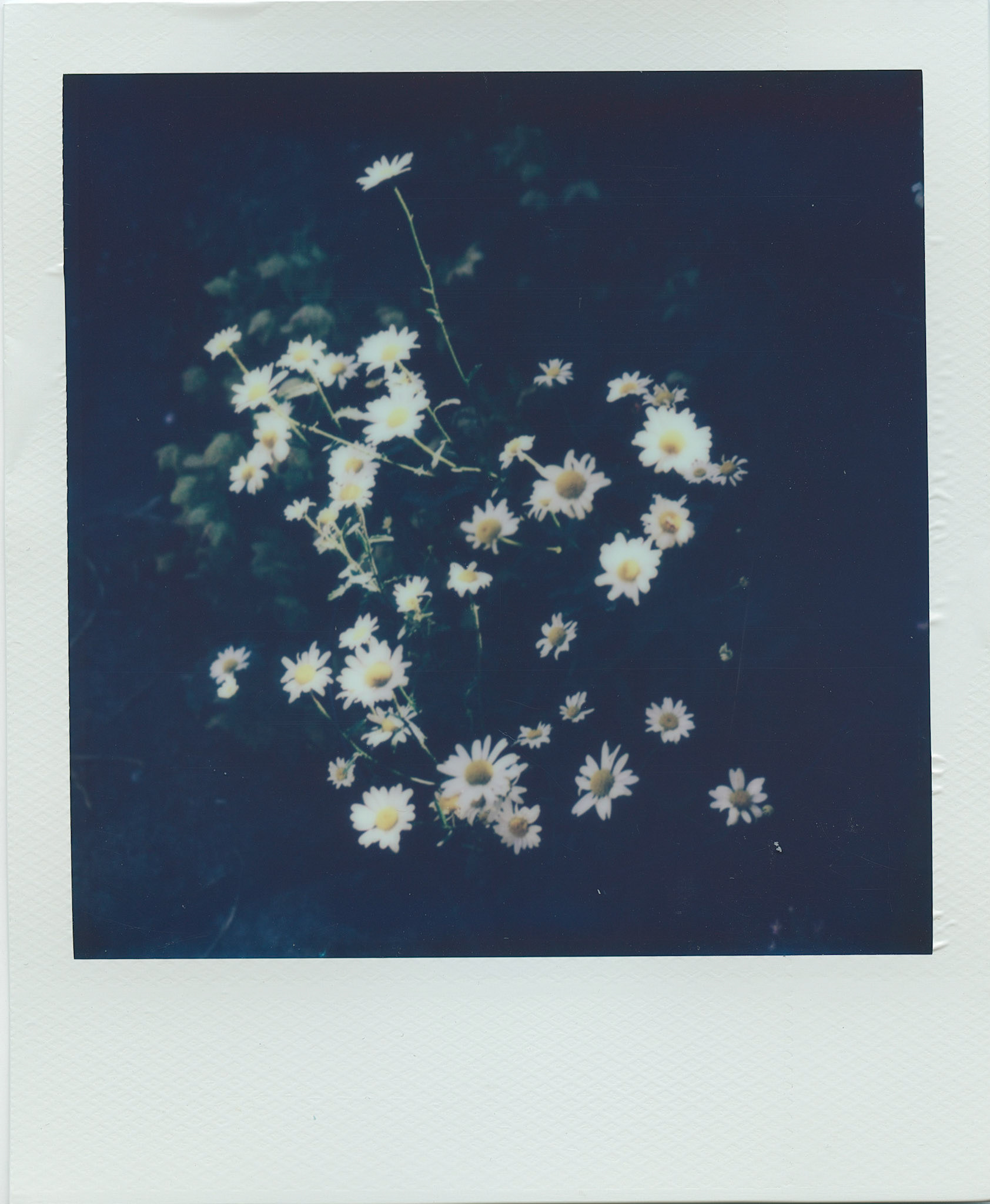 Daisies