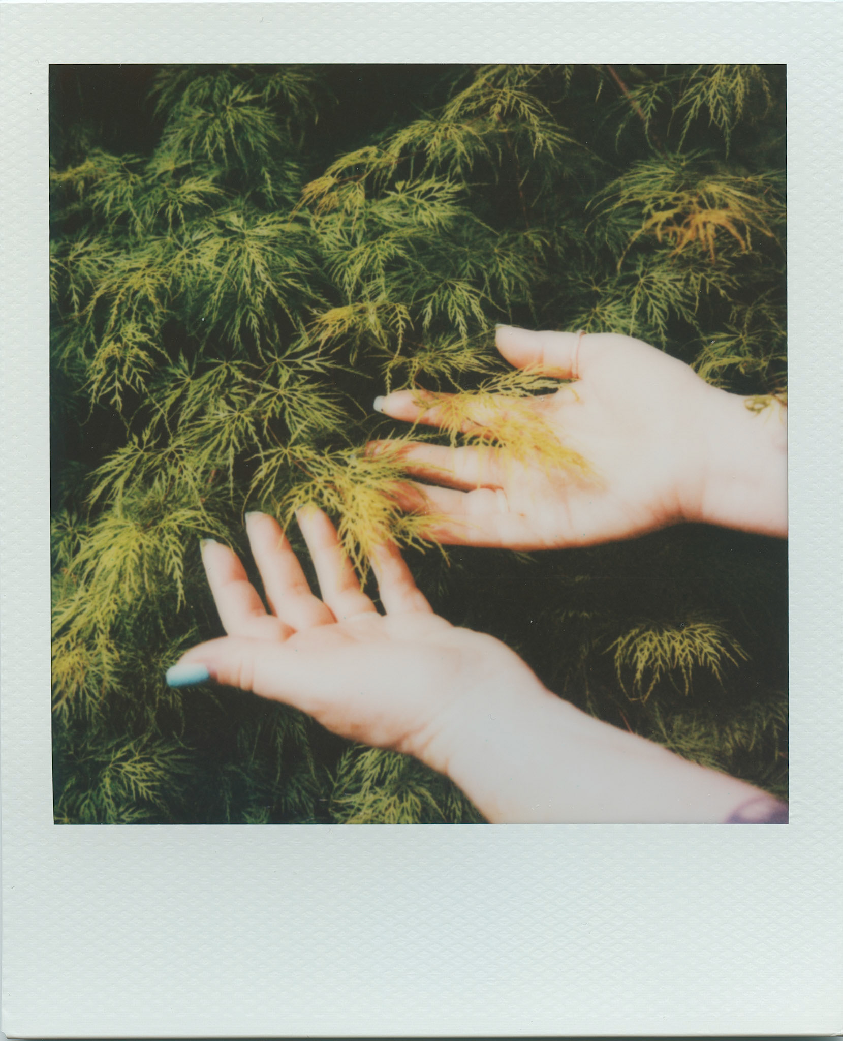Polaroid