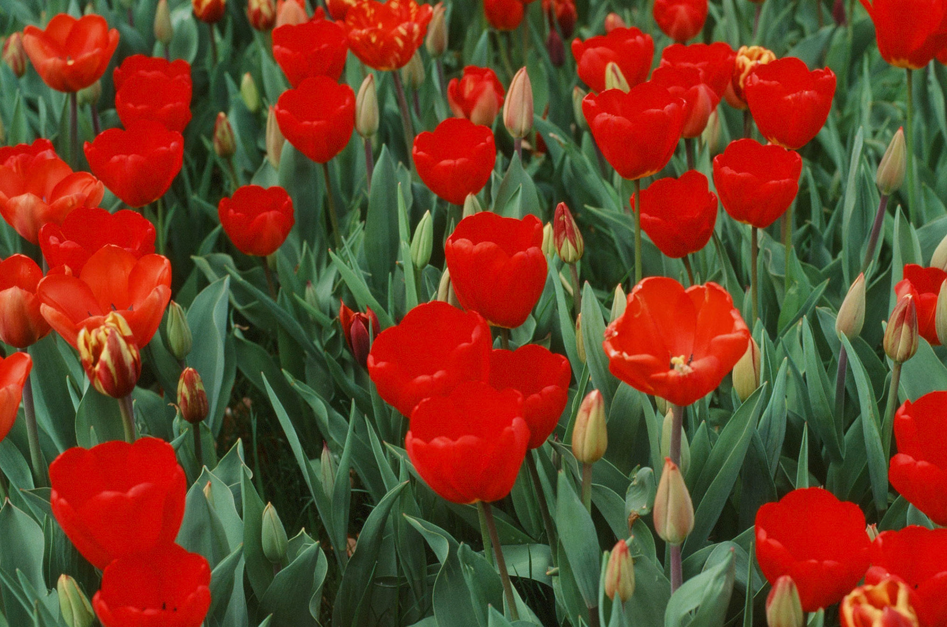 Wisley Film