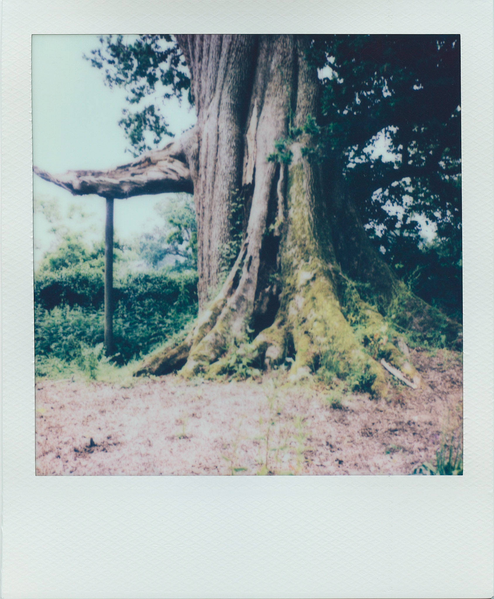 The Vyne