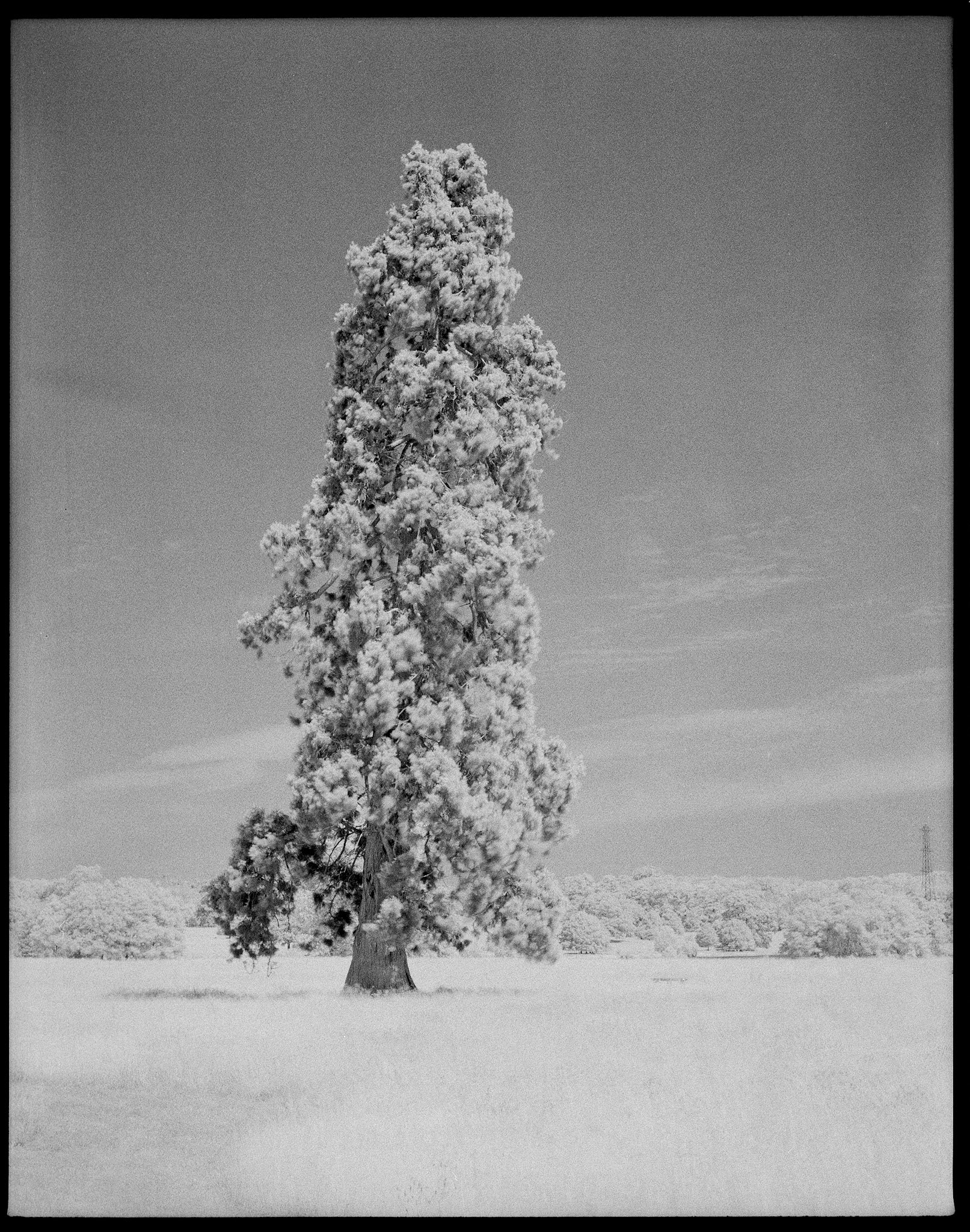 Redwood on Infrared Film