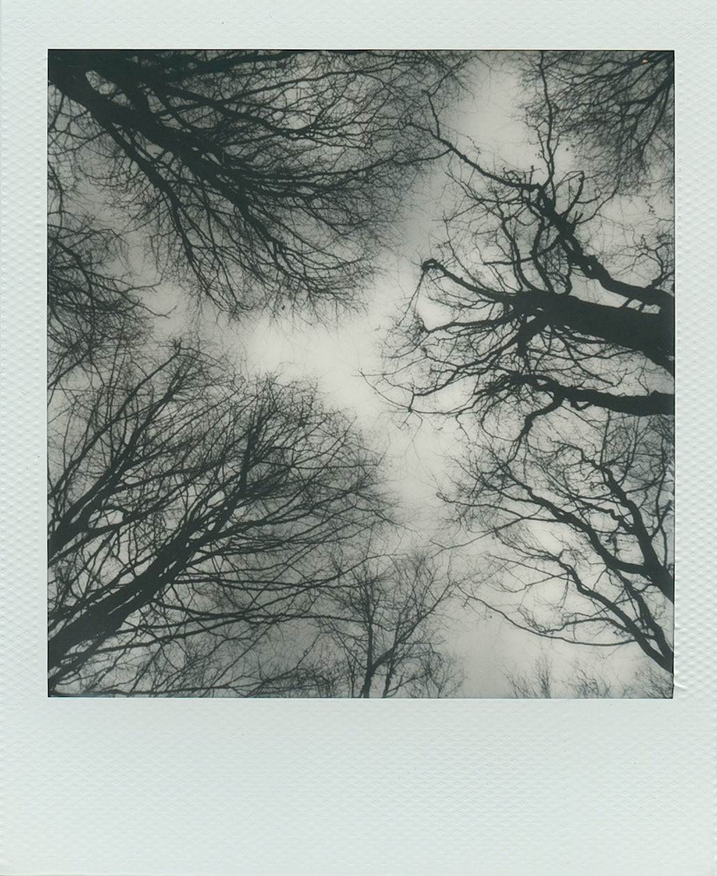 Petworth Trees, SX70 Polaroid