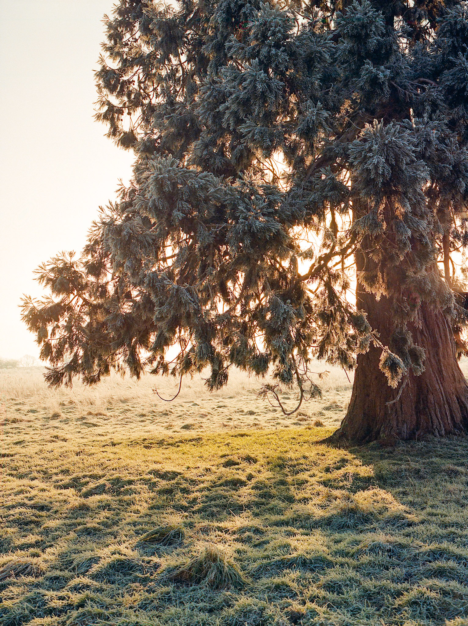 Redwood Sunrise