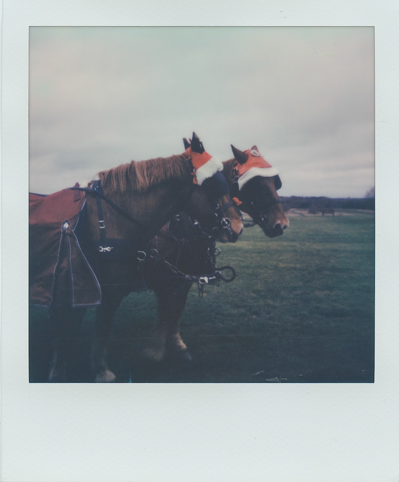 Carriage Rides