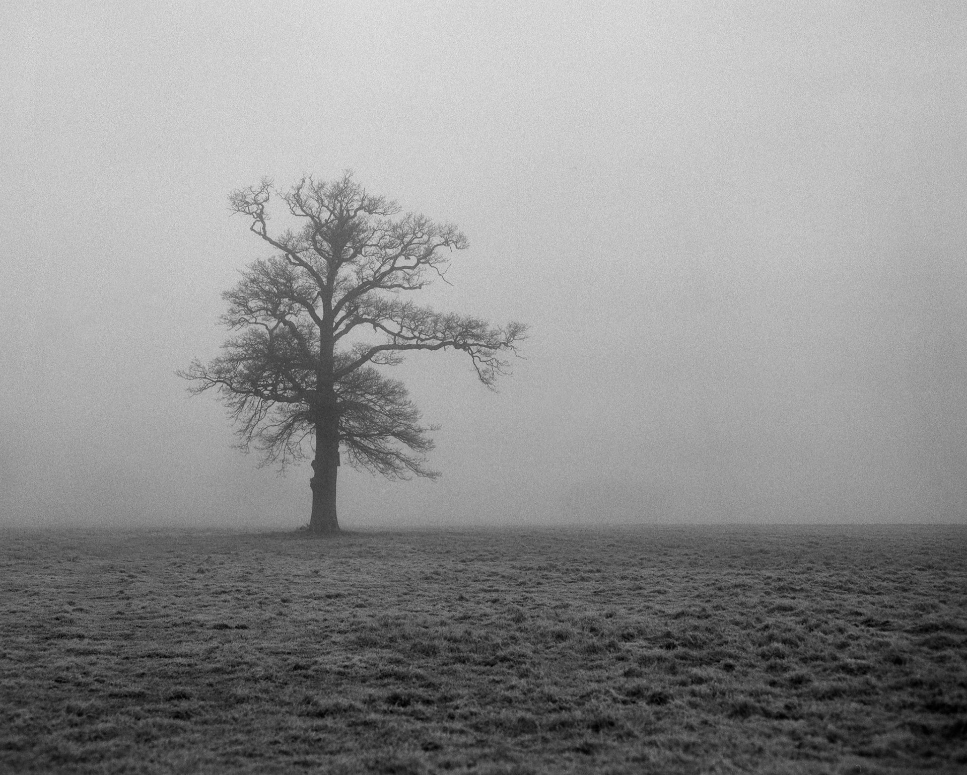 Foggy Hotel Tree on Film