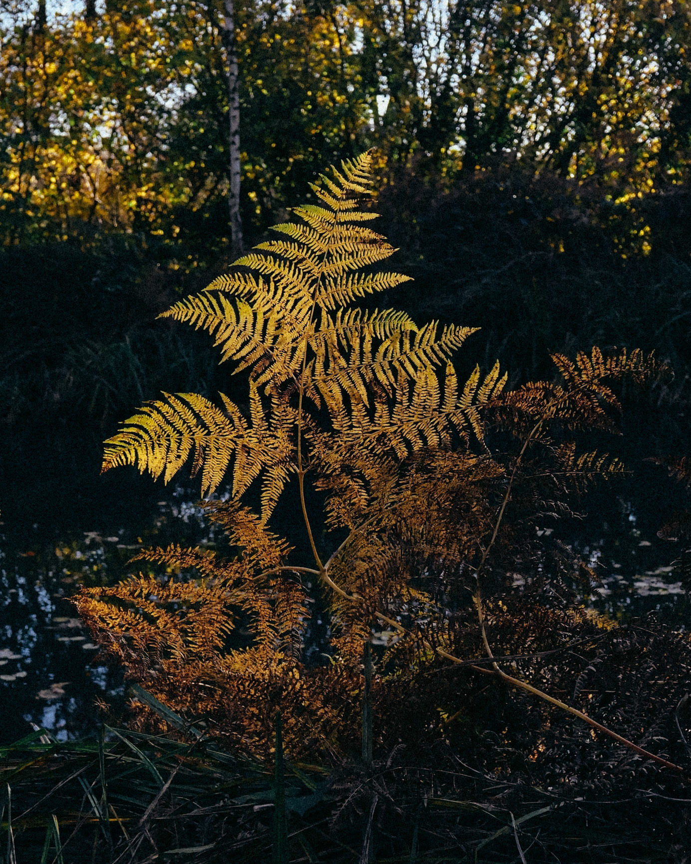 Bracken
