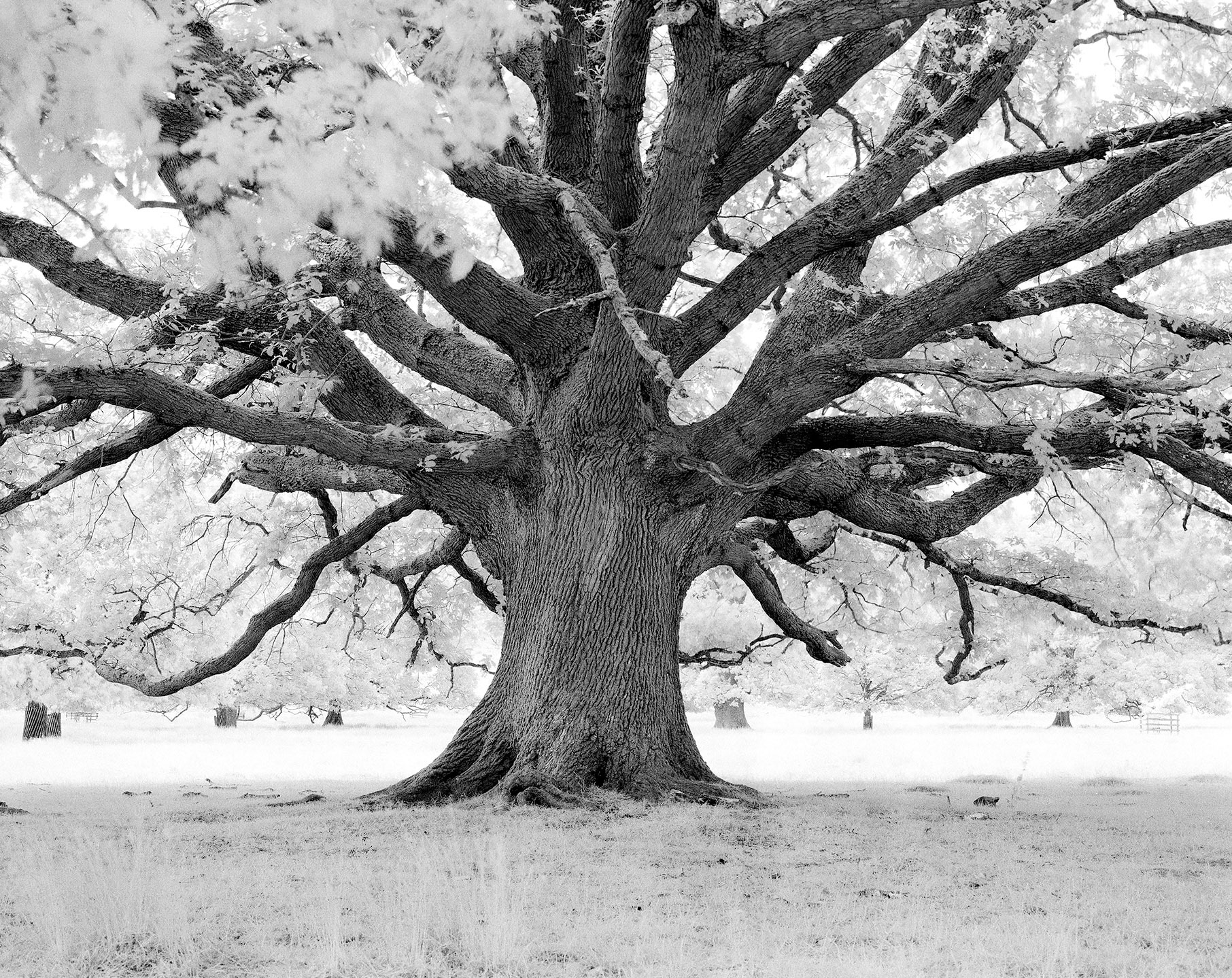 Infrared Film Photograph