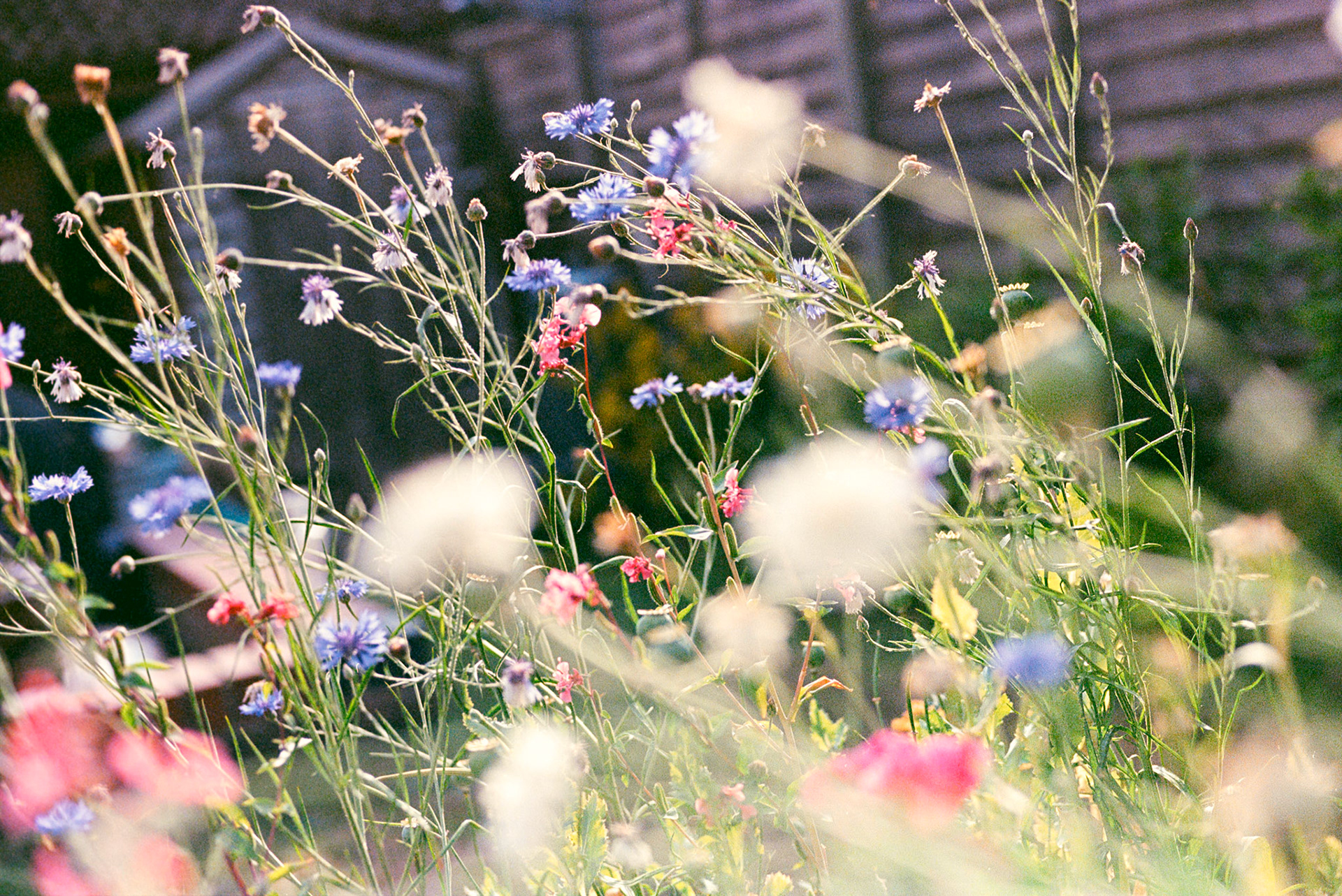 Her Wildflowers