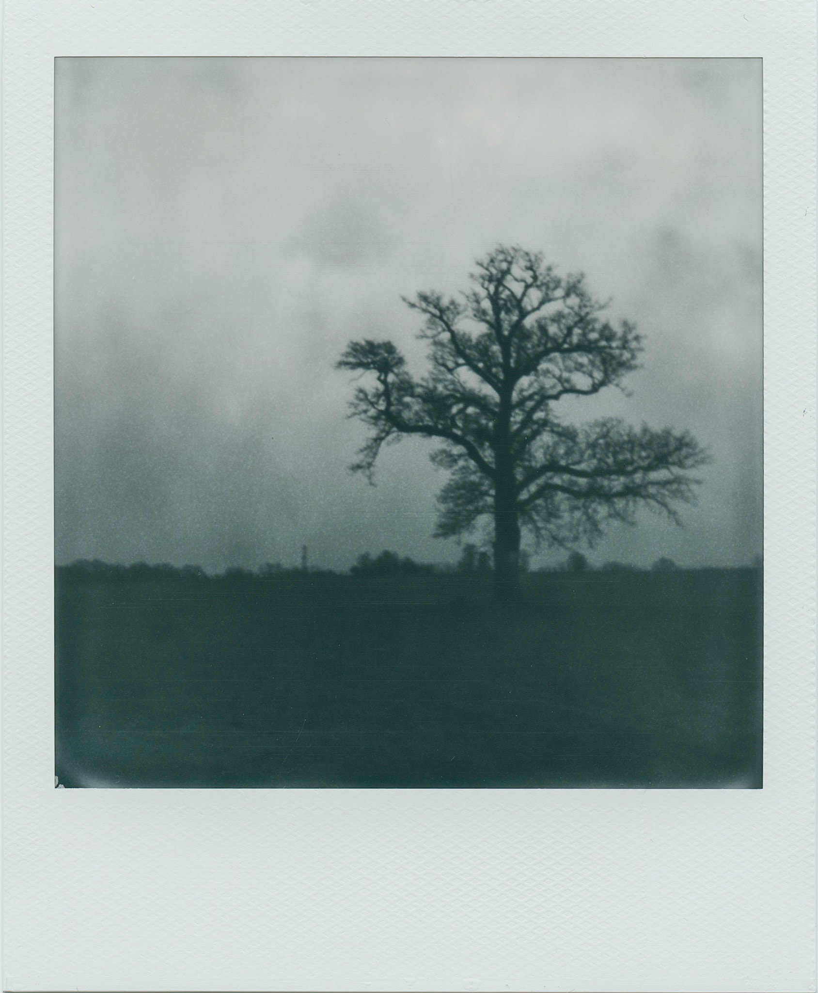 Tree. Polaroid One Step+
