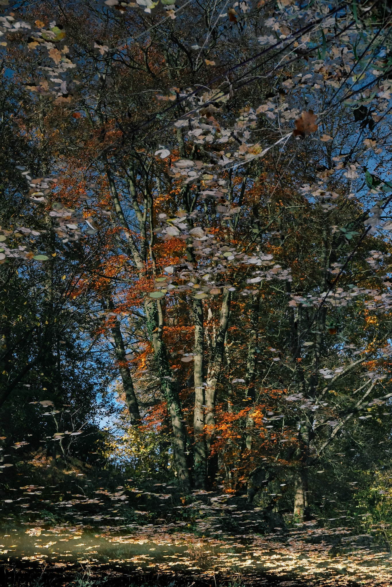 Autumn Reflected