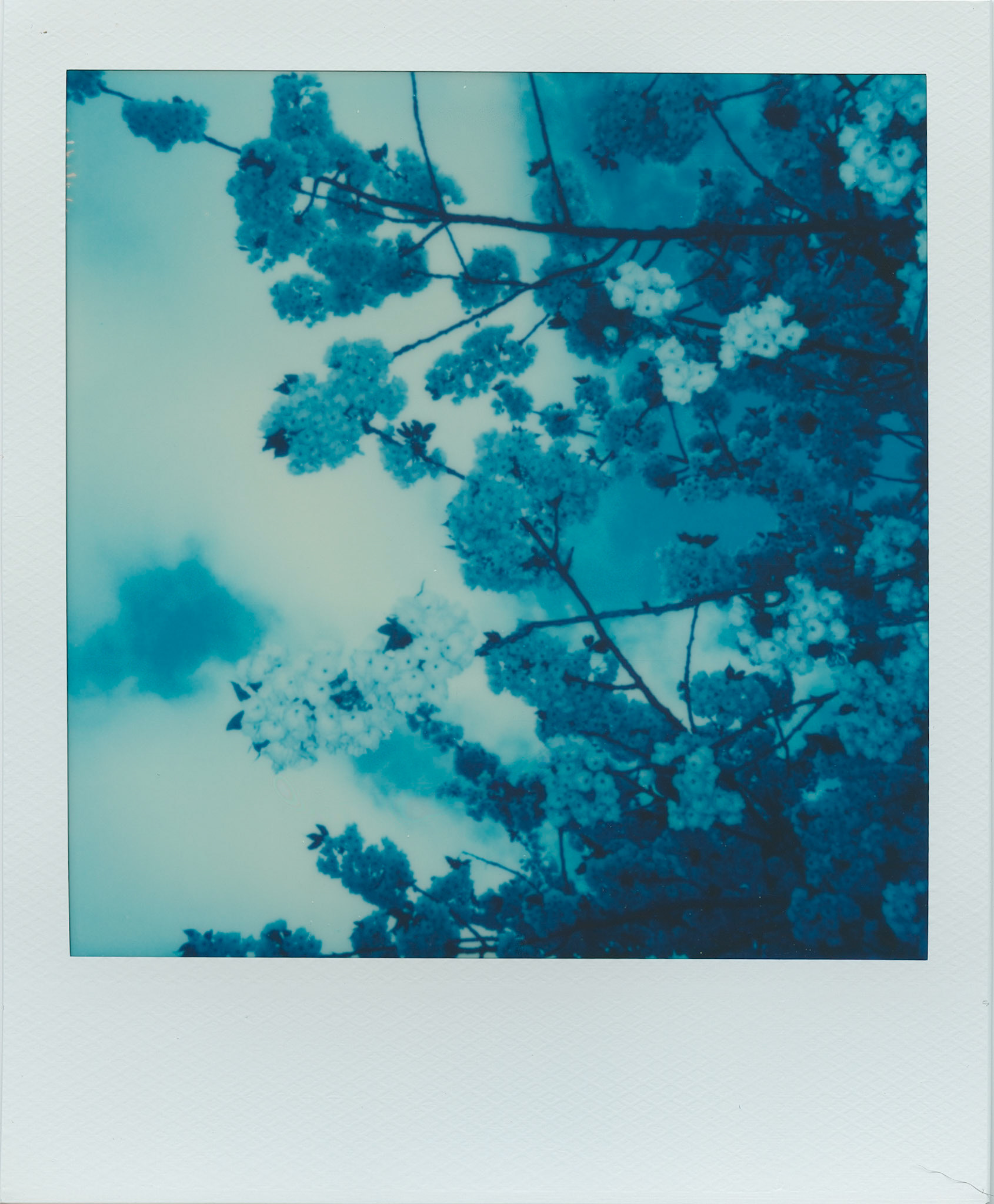 Wisley, Reclaimed Blue Polaroid