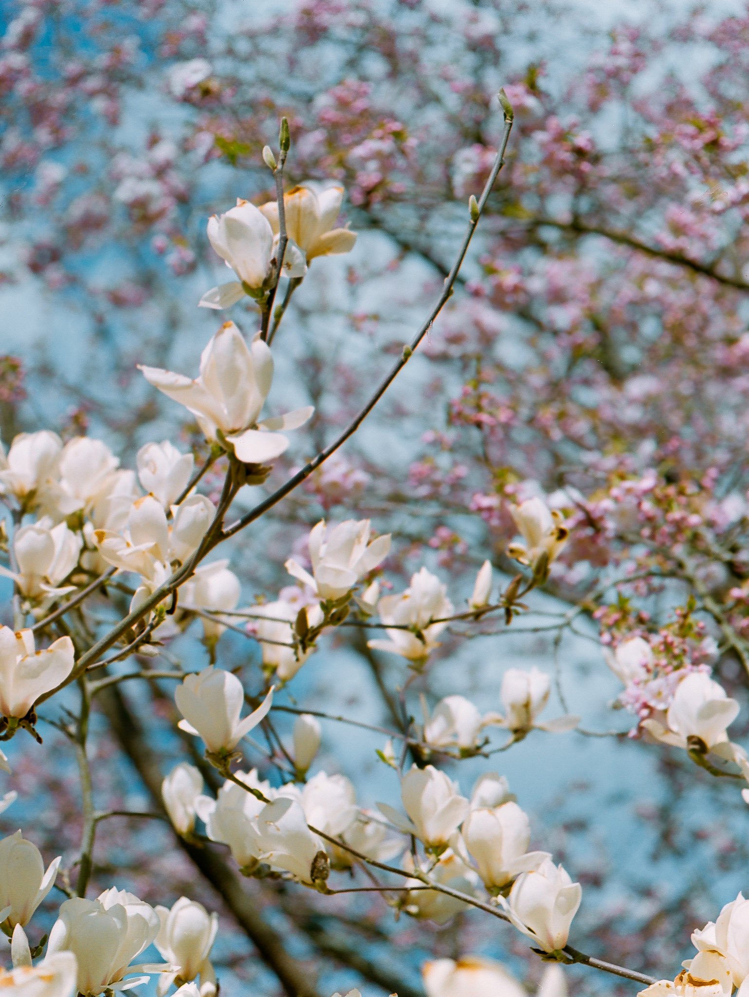 Wisley